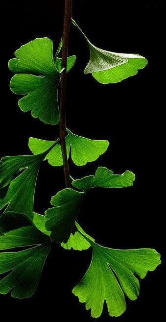 Ginkgo Biloba Leaf Extract