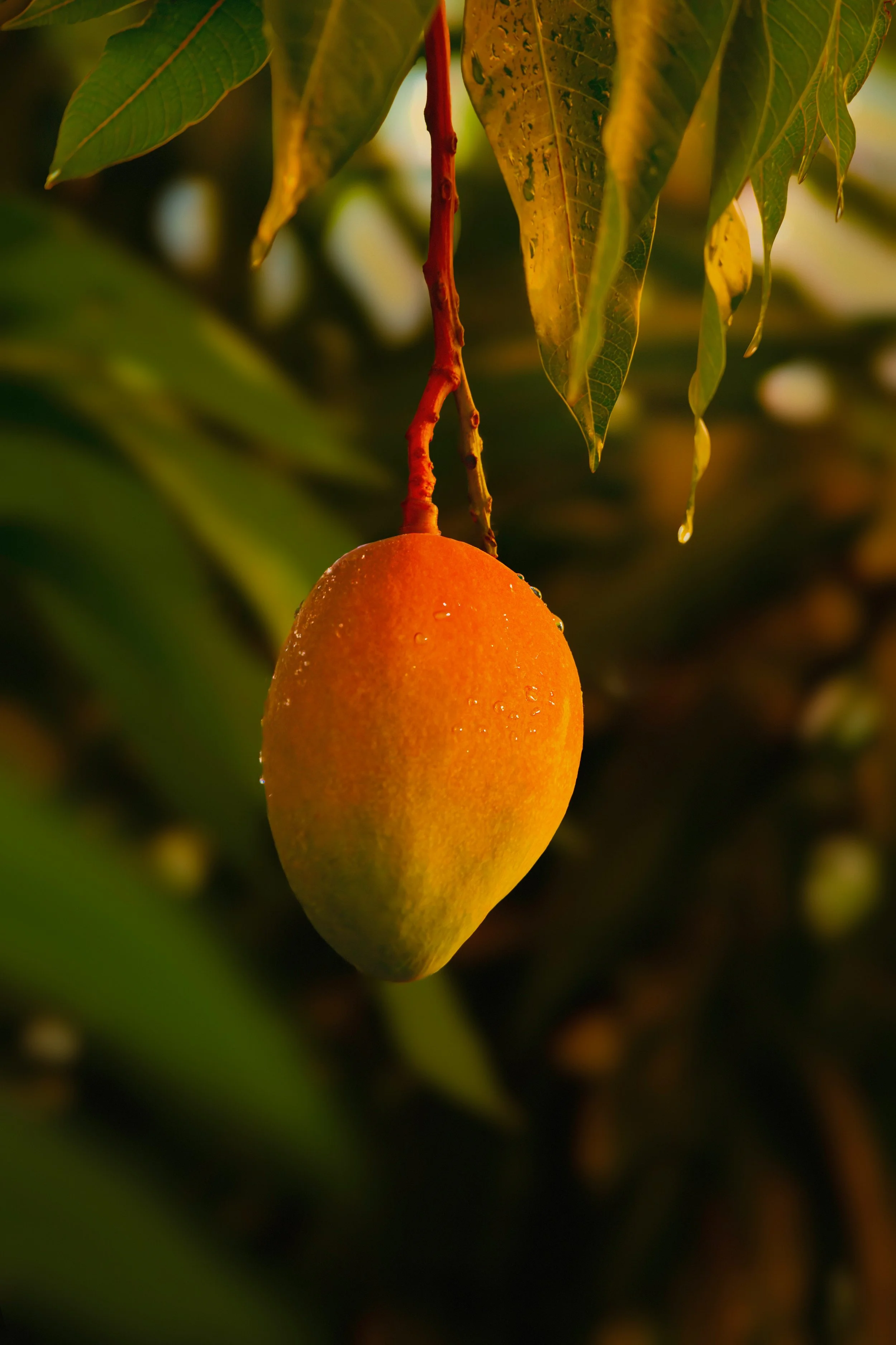 Irvingia Gabonensis (Wild Mango) Kernel Butter