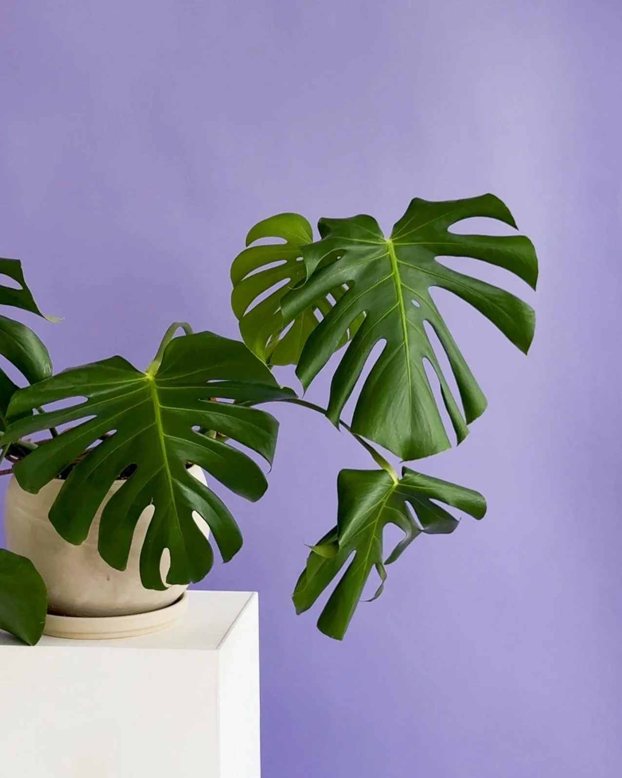 This purple backdrop has us sooo excited about spring 🪻💜

There&rsquo;s just something about this color on camera! It&rsquo;s soft but still makes a statement, and it photographs beautifully with so many different skin tones and styles.

With a mix