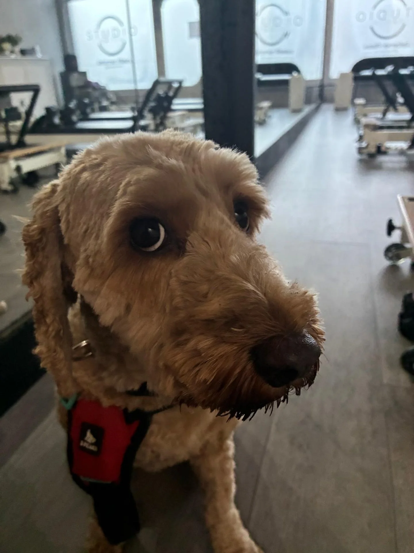 Introducing our newest instructor&hellip; Bella🐶

Specialising in:
✔️ Paw-lates
✔️ Downward dog (obviously)
✔️ Treat based motivation

Classes now open&hellip; if you can keep up😁

Happy April Fools!!❤️

#leighonsea #reformerpilatesessex #dog