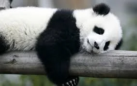 2026 Summer Camp- Panda Journey