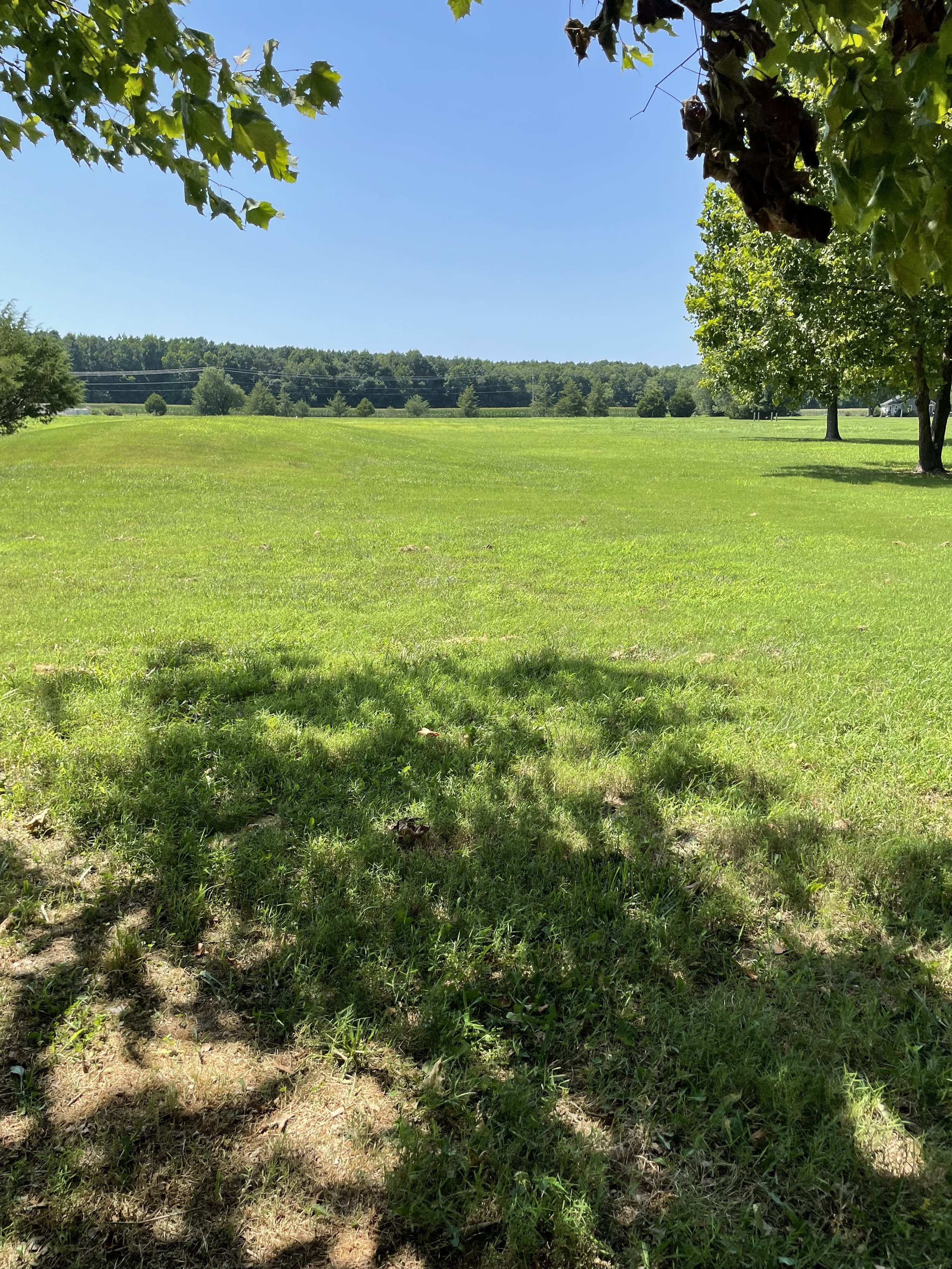 Expansive green grassy field, partially shaded by overhanging tree branches, with a wooded area in the distant background under a clear blue sky.