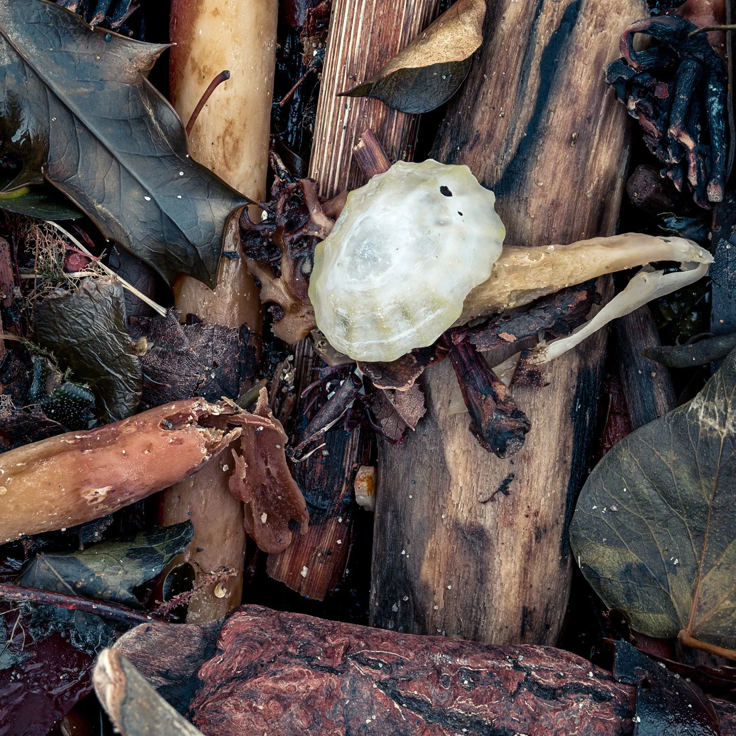 Tidal Wrack_Ceibwr Beach-Edit.jpg