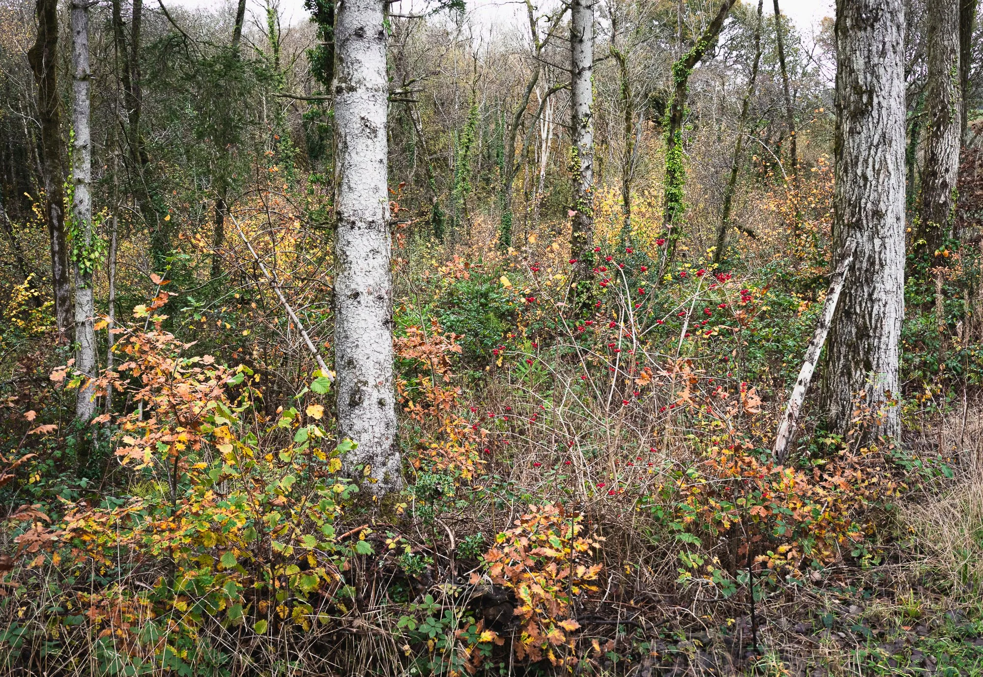 Autumn in Ffynone.jpg