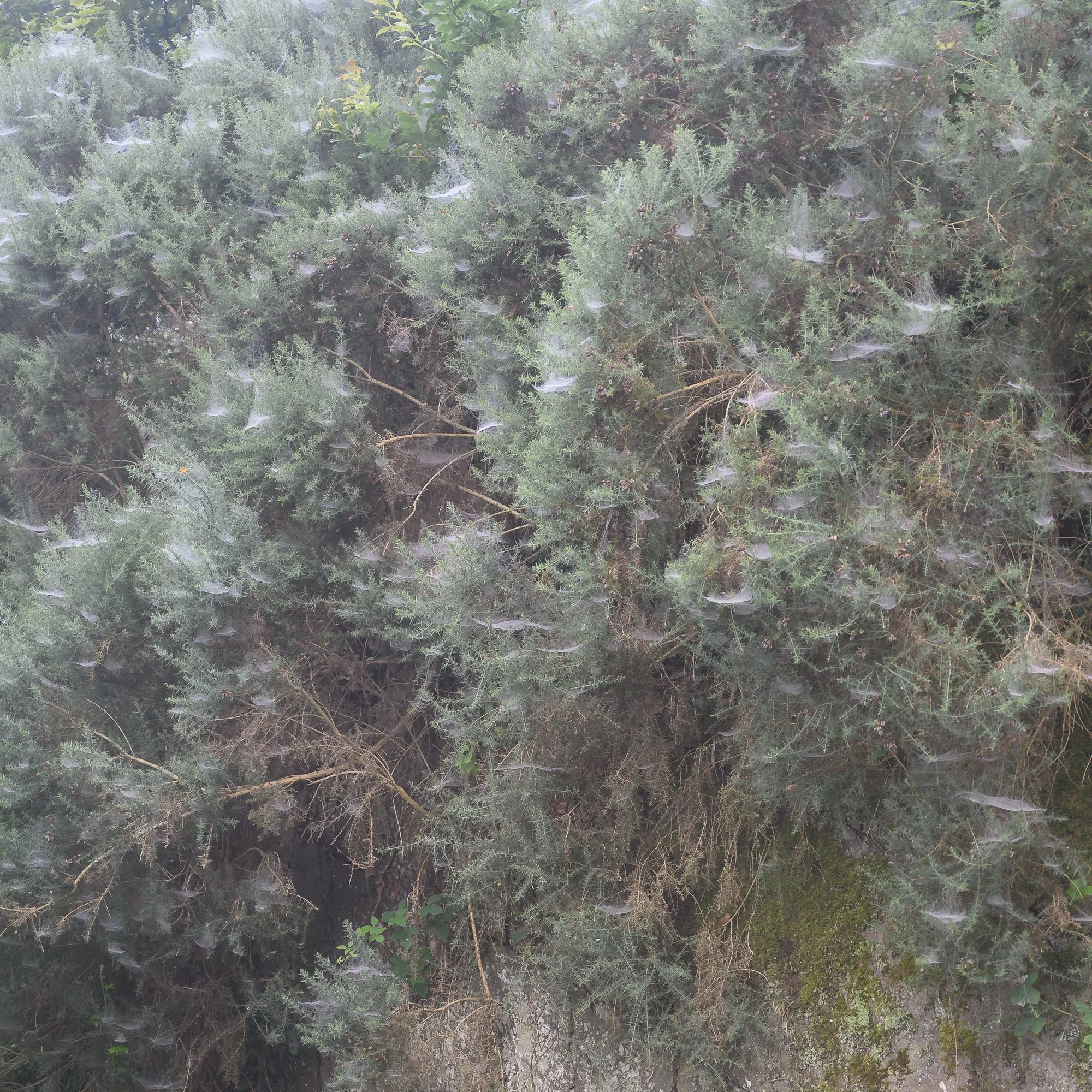 GorseCobwebs.jpg