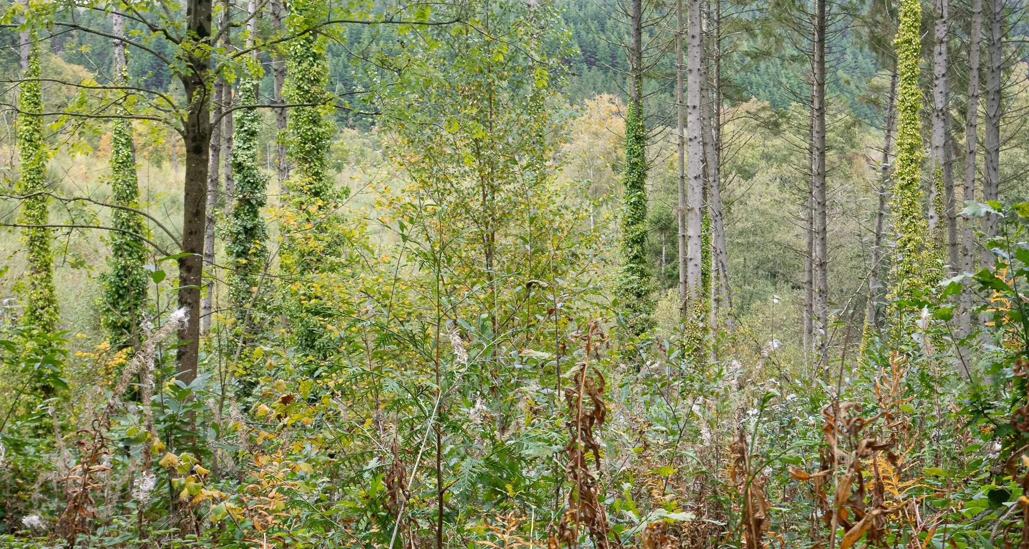 Cwm Ffynone tableau (1 of 1).jpg