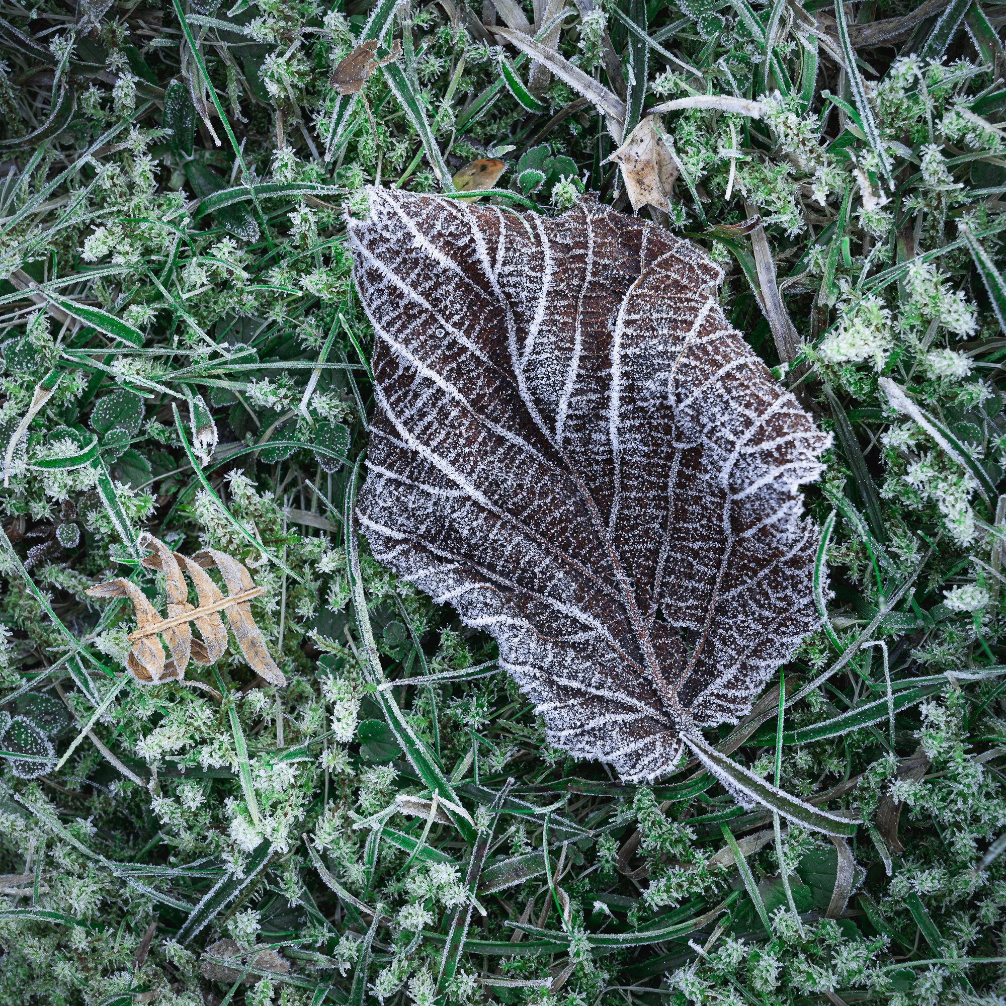 Final Frosty Leaf-Edit-Edit.jpg