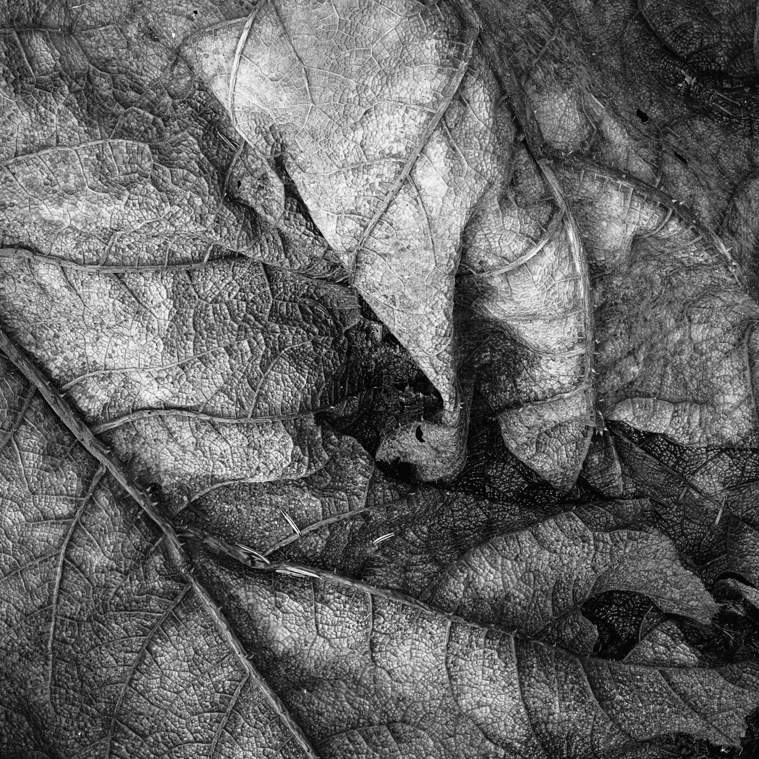 Gunera leave 2-Edit.jpg