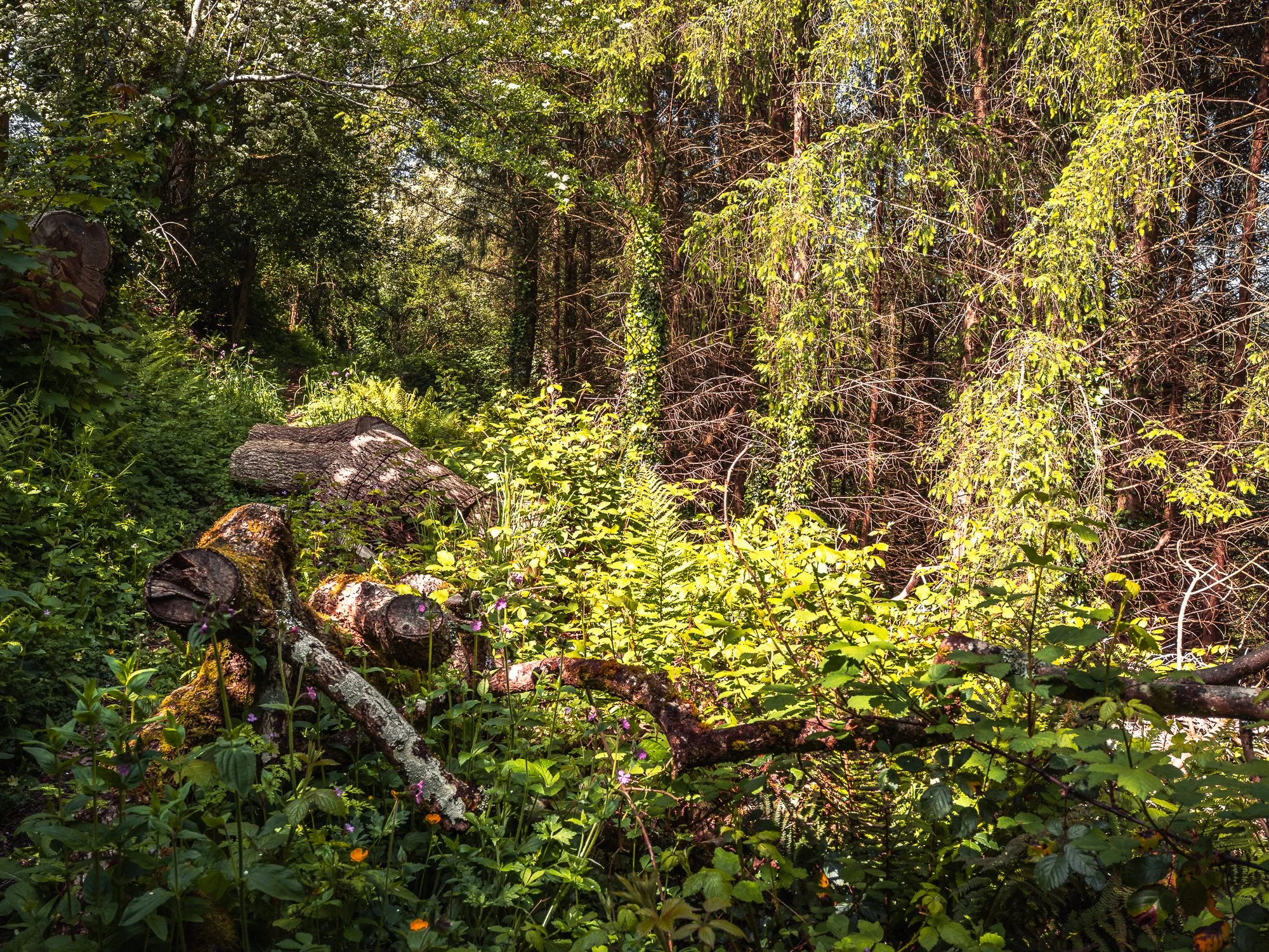 Fallen Oak.jpg