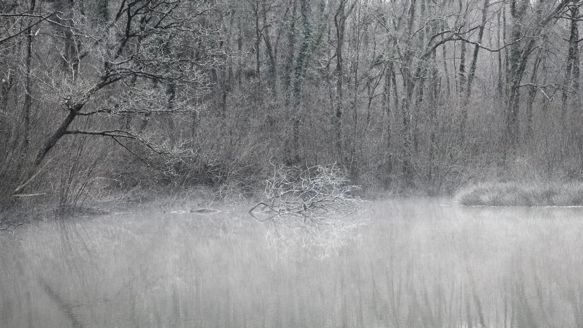 The Fallen Branch.jpg