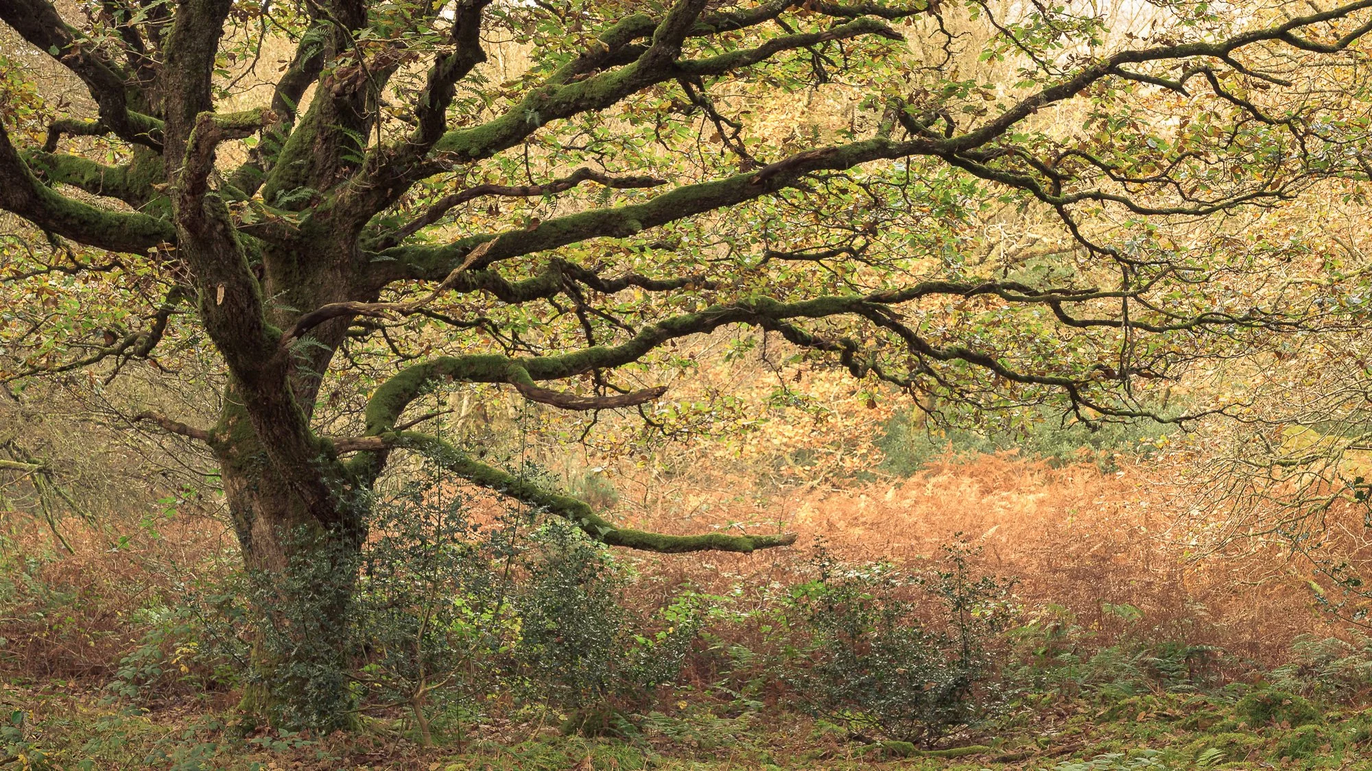 Ty Canol (1 of 1).jpg