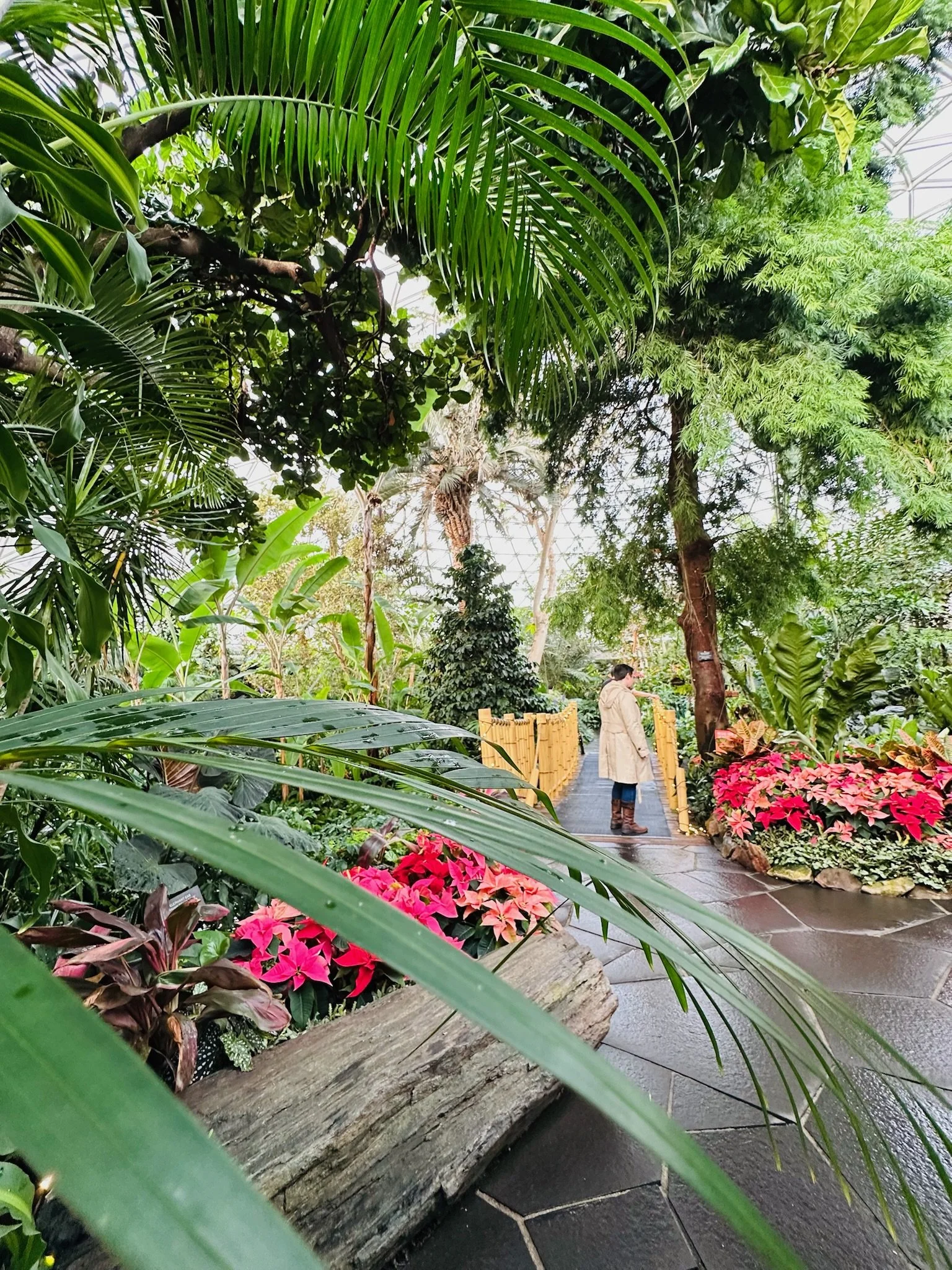 A person walking through a lush greenhouse or botanical garden surrounded by green plants and pink poinsettia flowers.