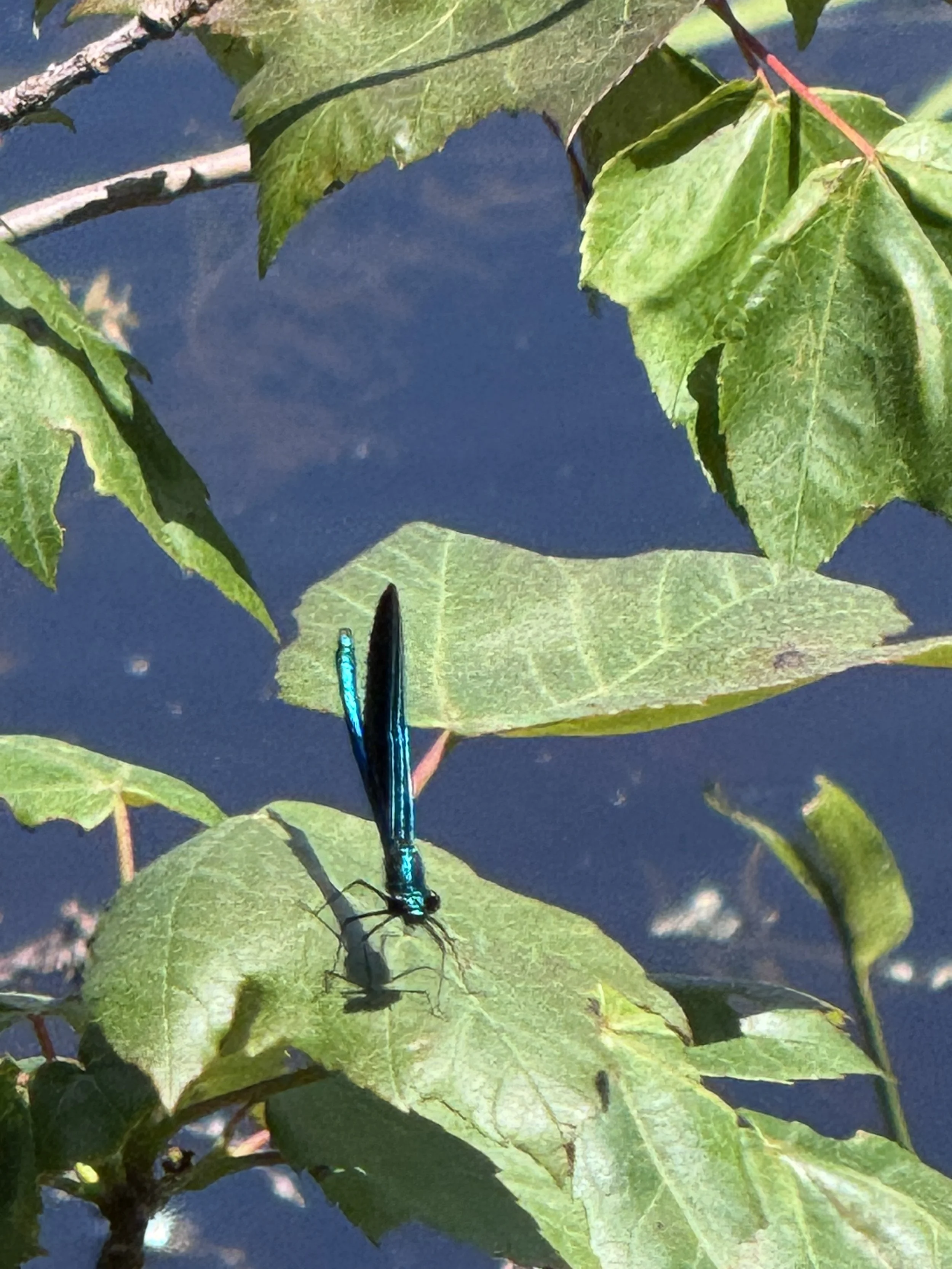 IMG_6834.jpeg