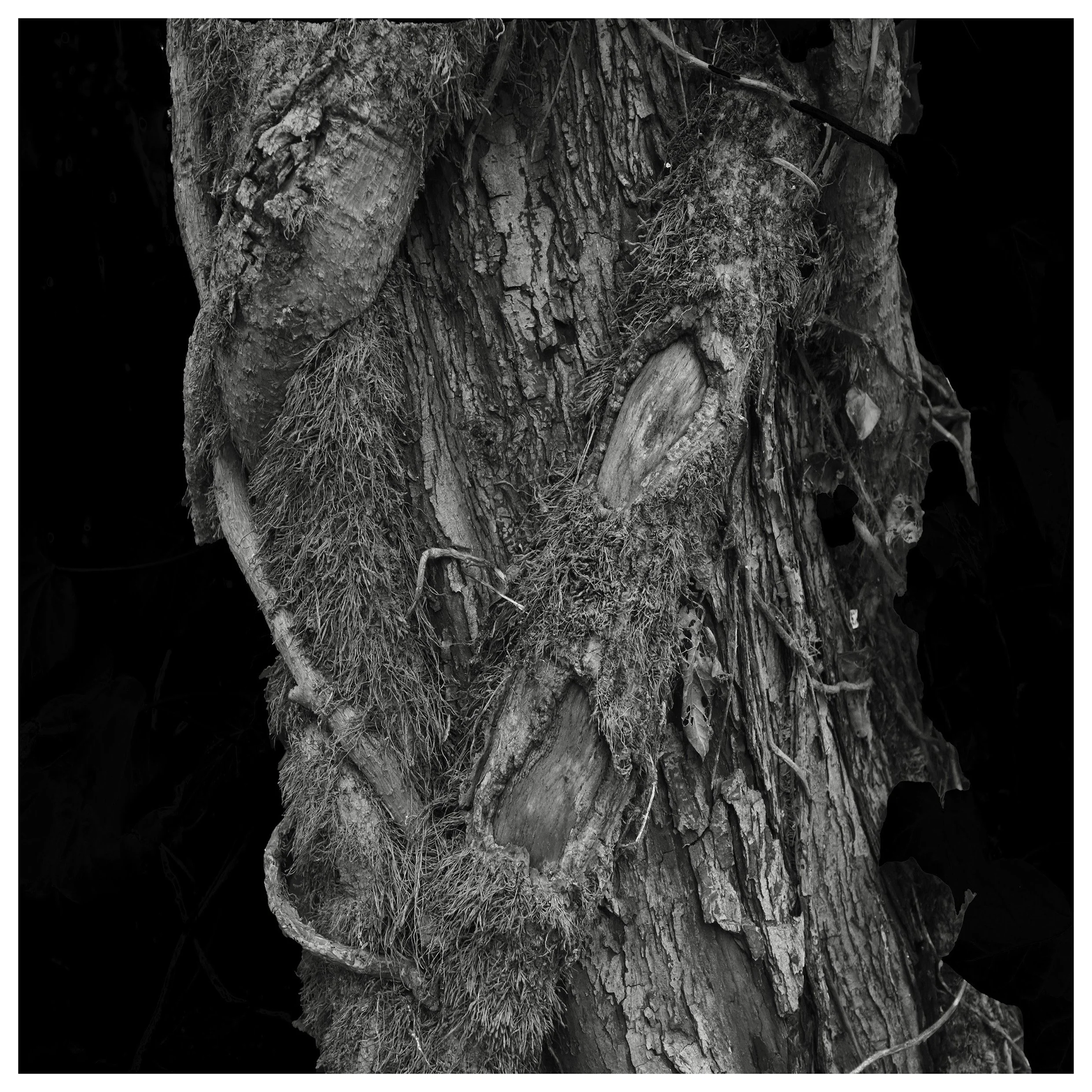 Form_and_Nature 09.jpg