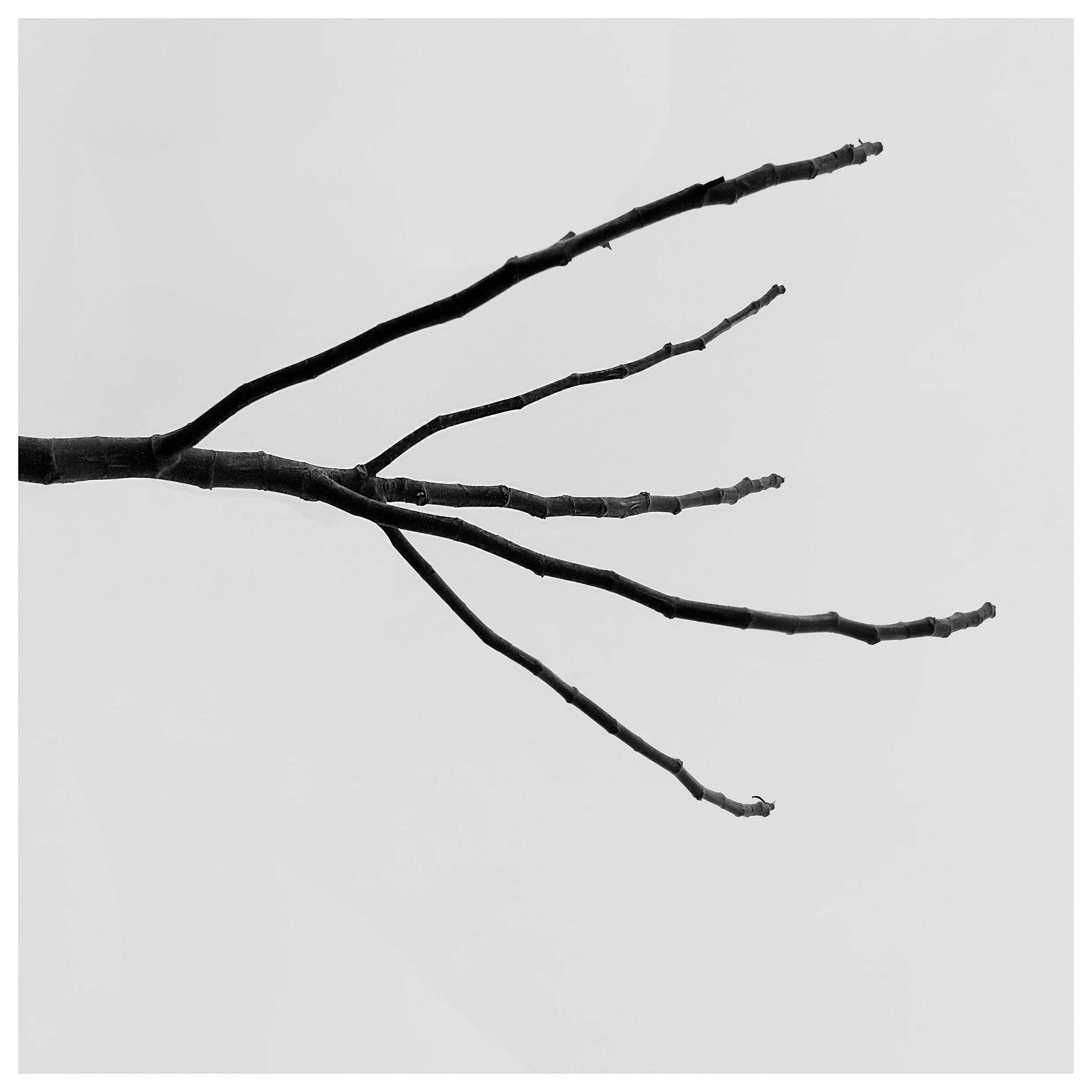 The Tree Reached.jpg