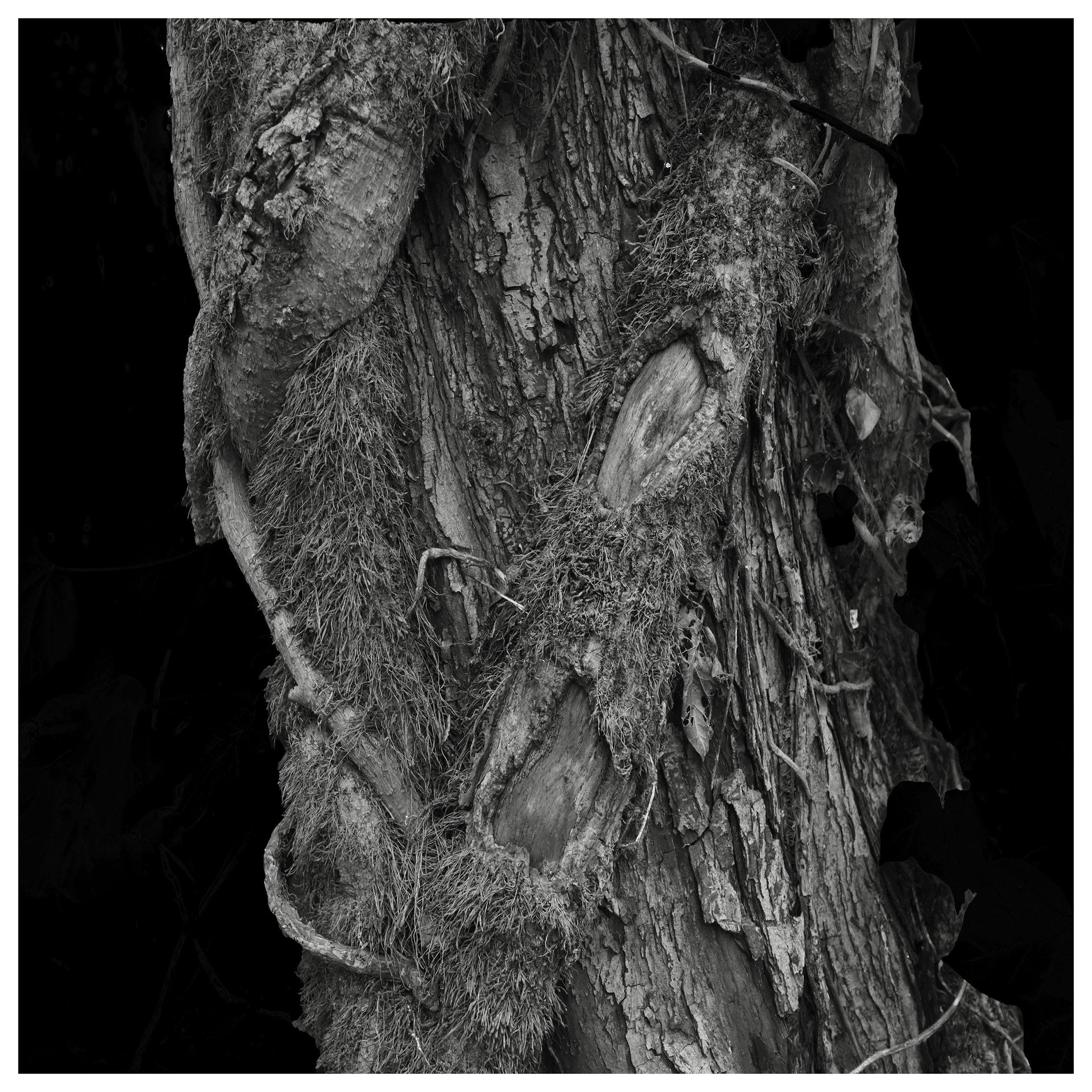 Form_and_Nature 09.jpg