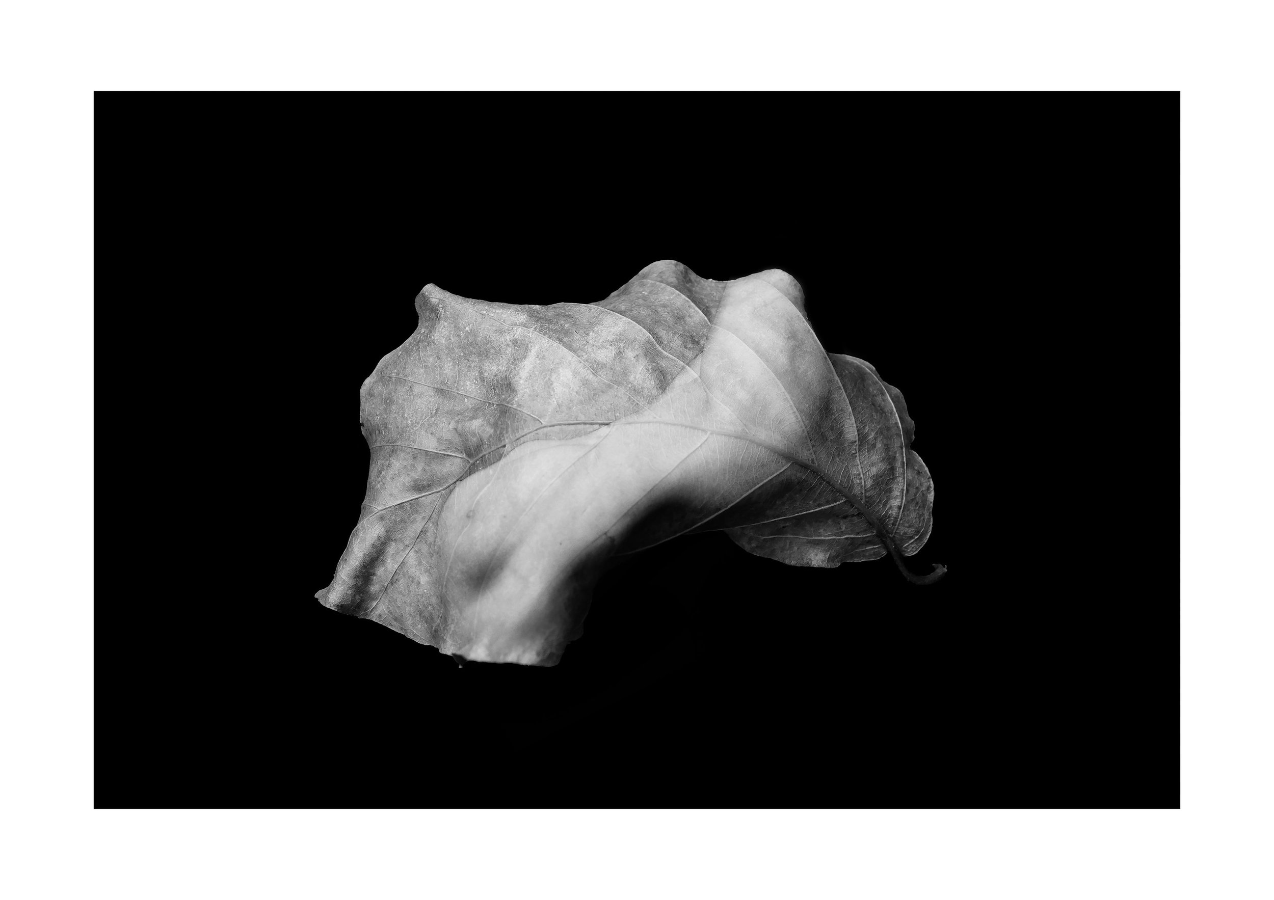 Where Nature Forgets Form .jpg