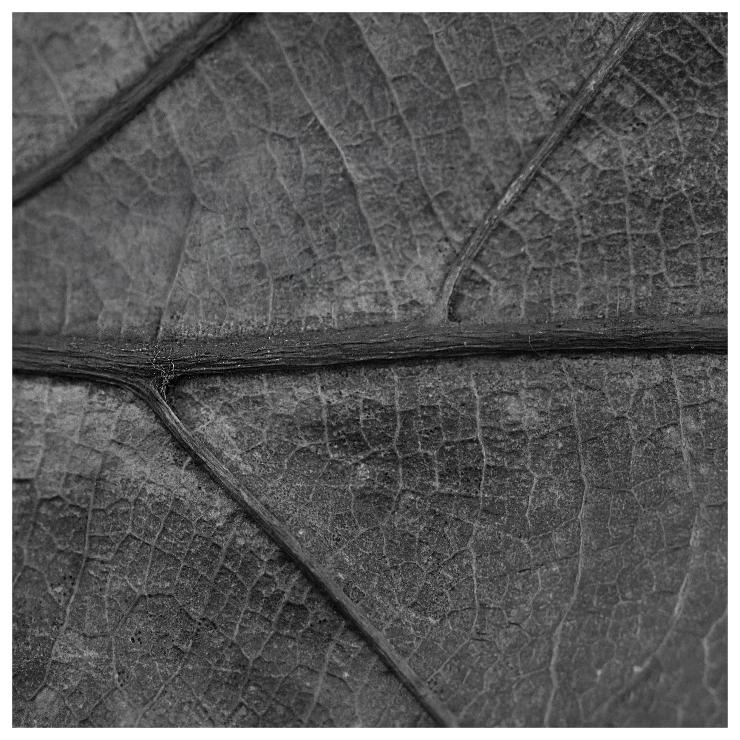 Form_and_Nature 07.jpg