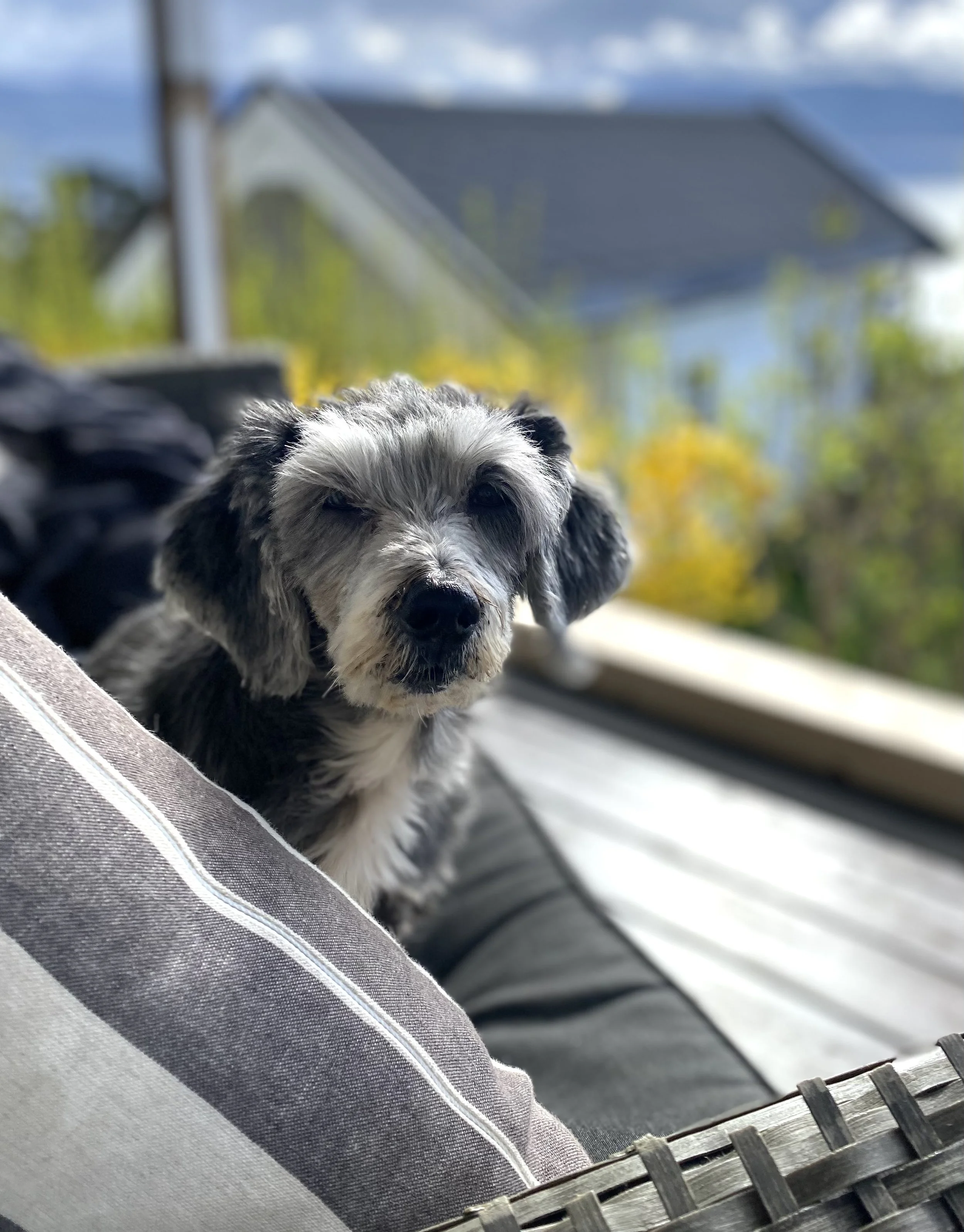 Seniorhunden – Livskvalitet og omsorg i alderdommen