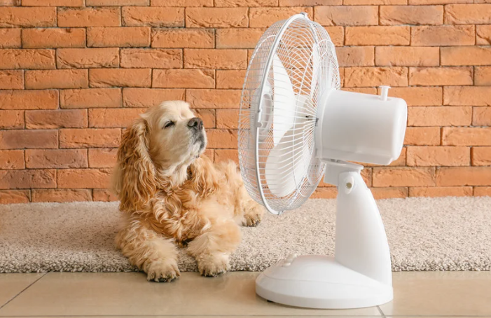 Heteslag hos hund og katt
