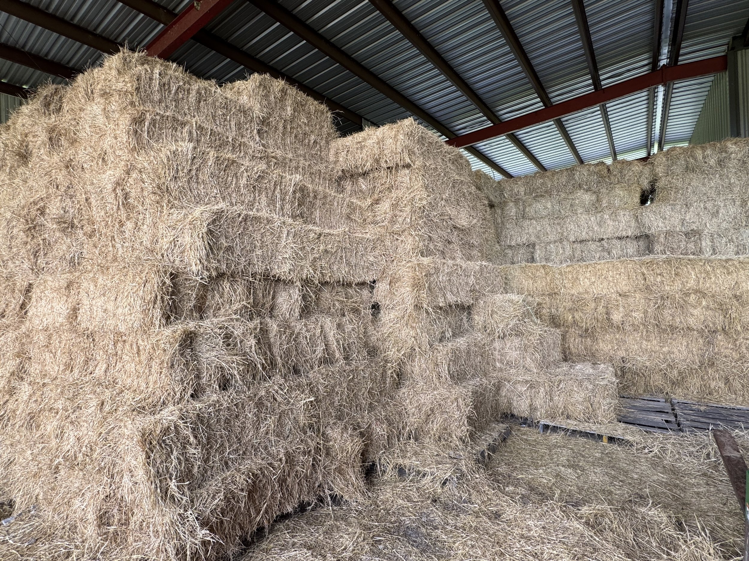 Stacks of hay bales stored inside a metal barn with a corrugated metal roof, some hay bales are stacked higher on the left side of the image.