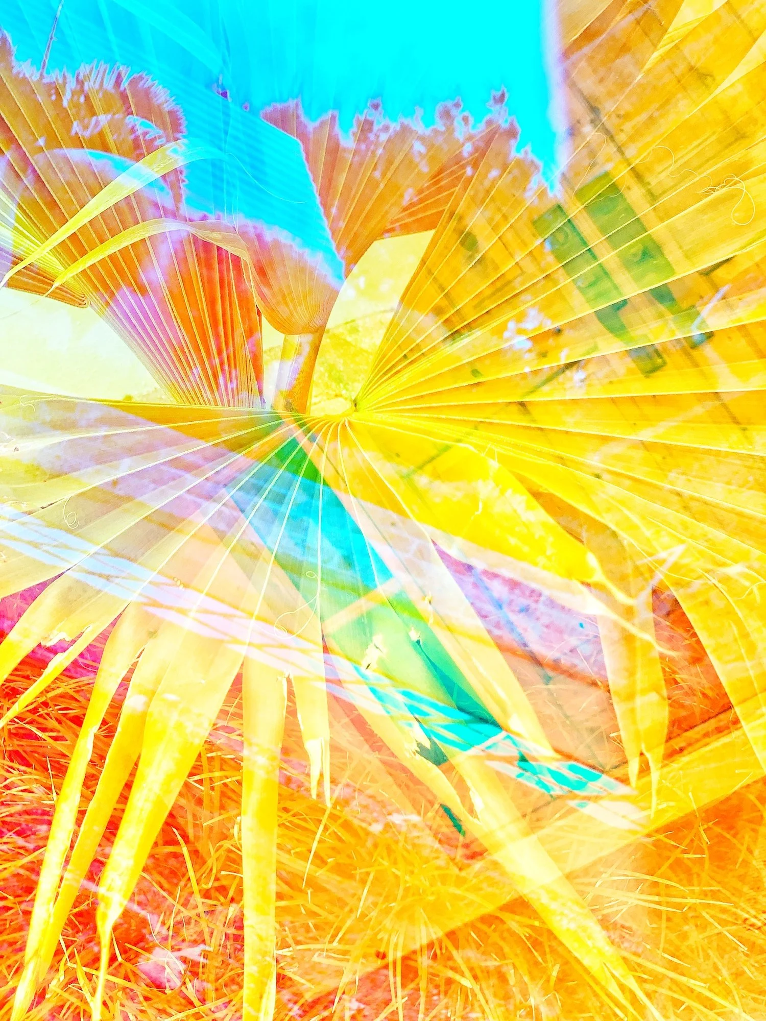SUMMER YELLOW