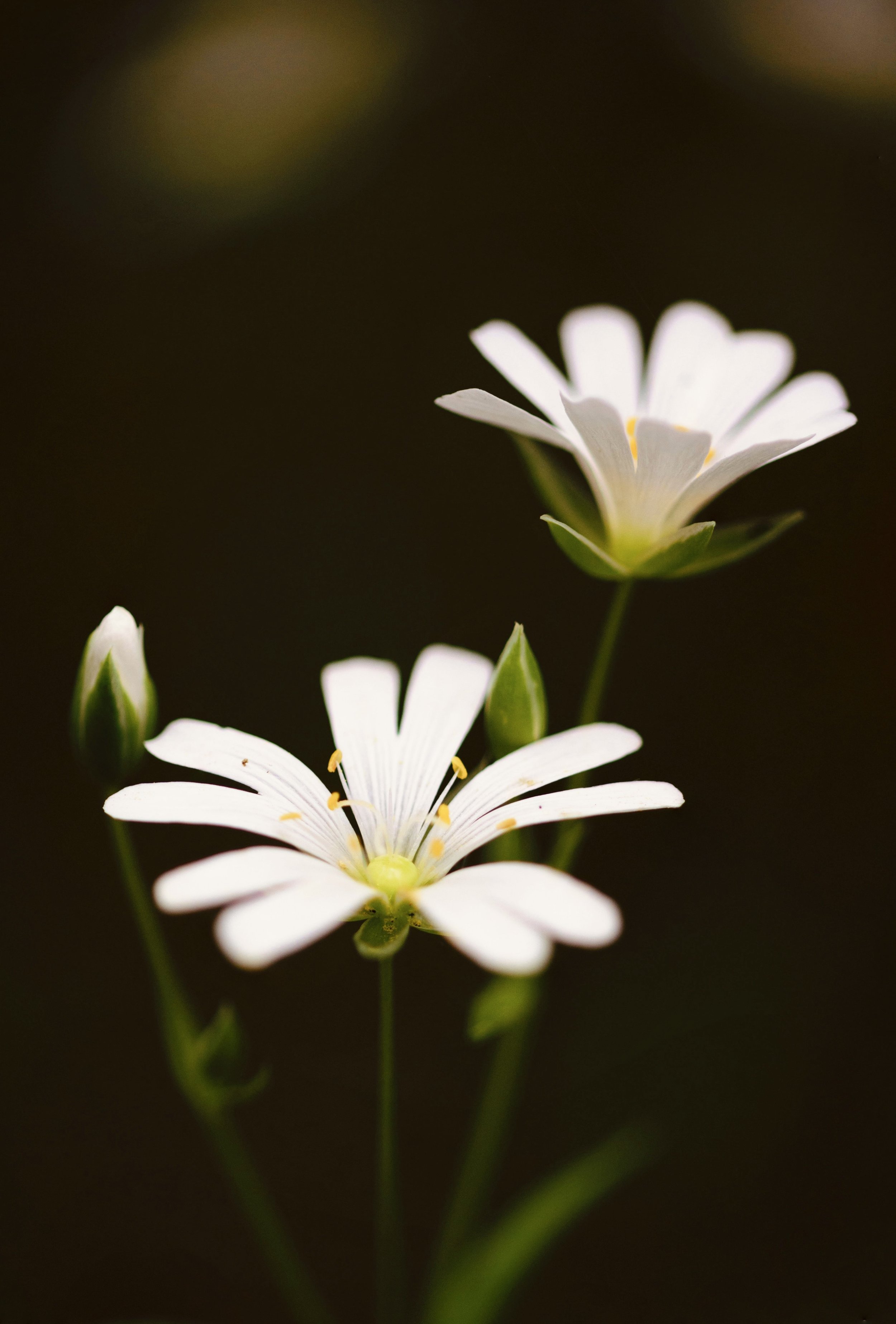 pexels-pixabay-532168.jpg