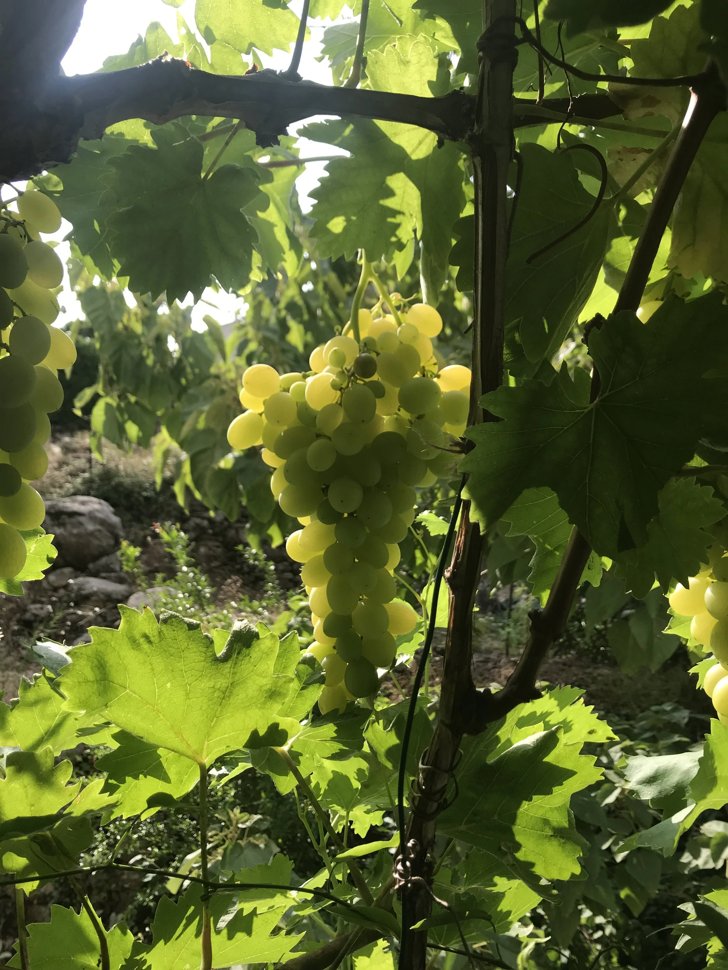 FRUITING September 2027 Dates TBC