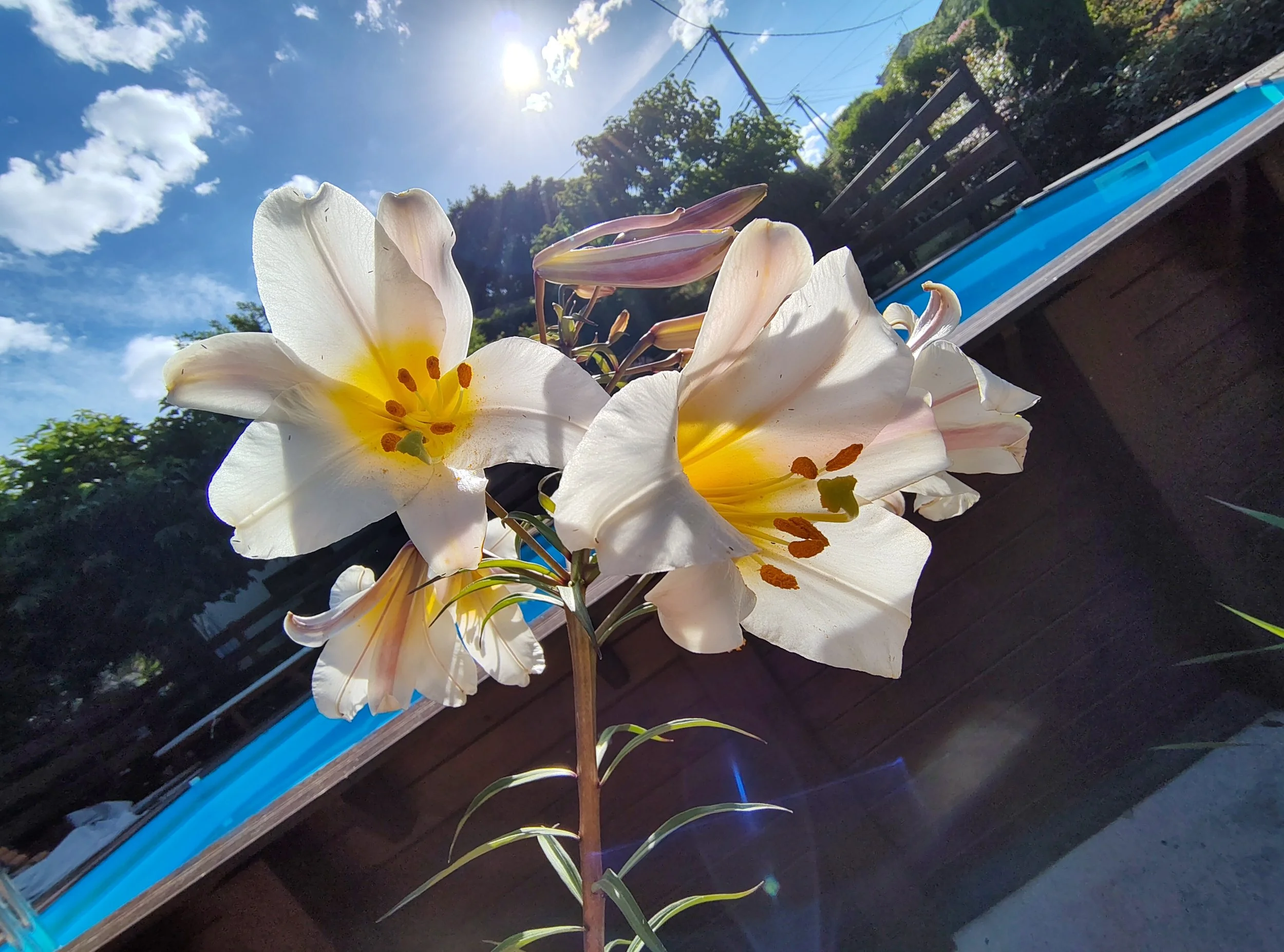 FLOWERING 19 - 26 June 2027