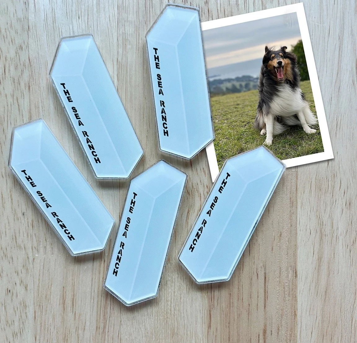 magnets_w_pix.jpeg