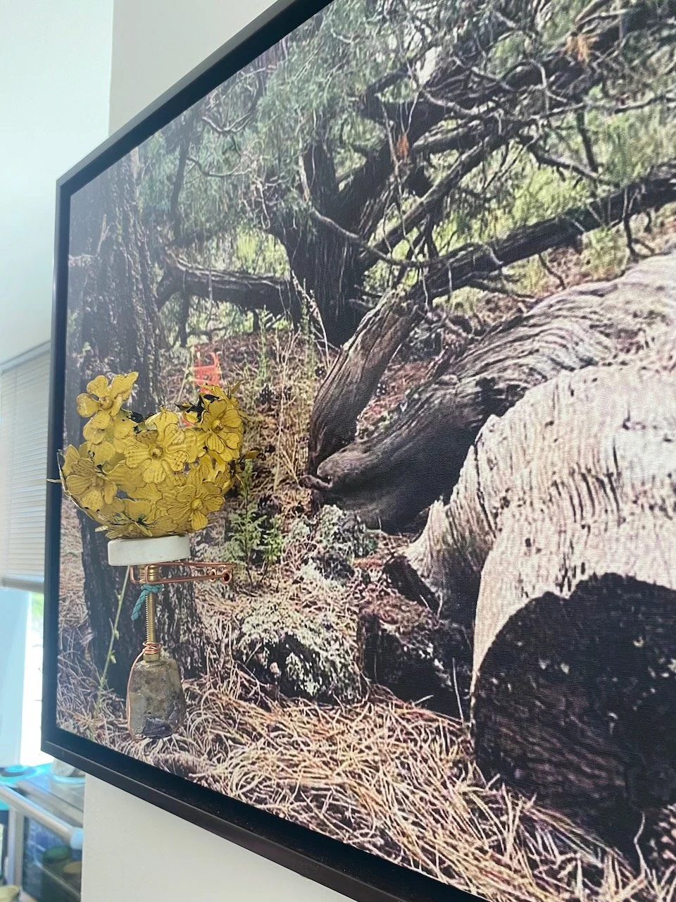 "Golden Stillness"
Bright yellow blossoms, carefully preserved and suspended, honor the fleeting beauty of seasonal desert blooms, a reminder of hope and renewal.