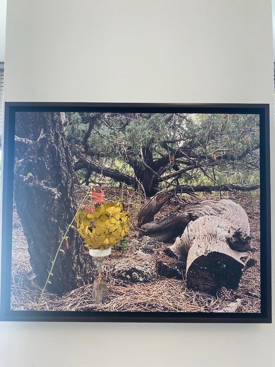 "Golden Stillness"
Bright yellow blossoms, carefully preserved and suspended, honor the fleeting beauty of seasonal desert blooms, a reminder of hope and renewal.