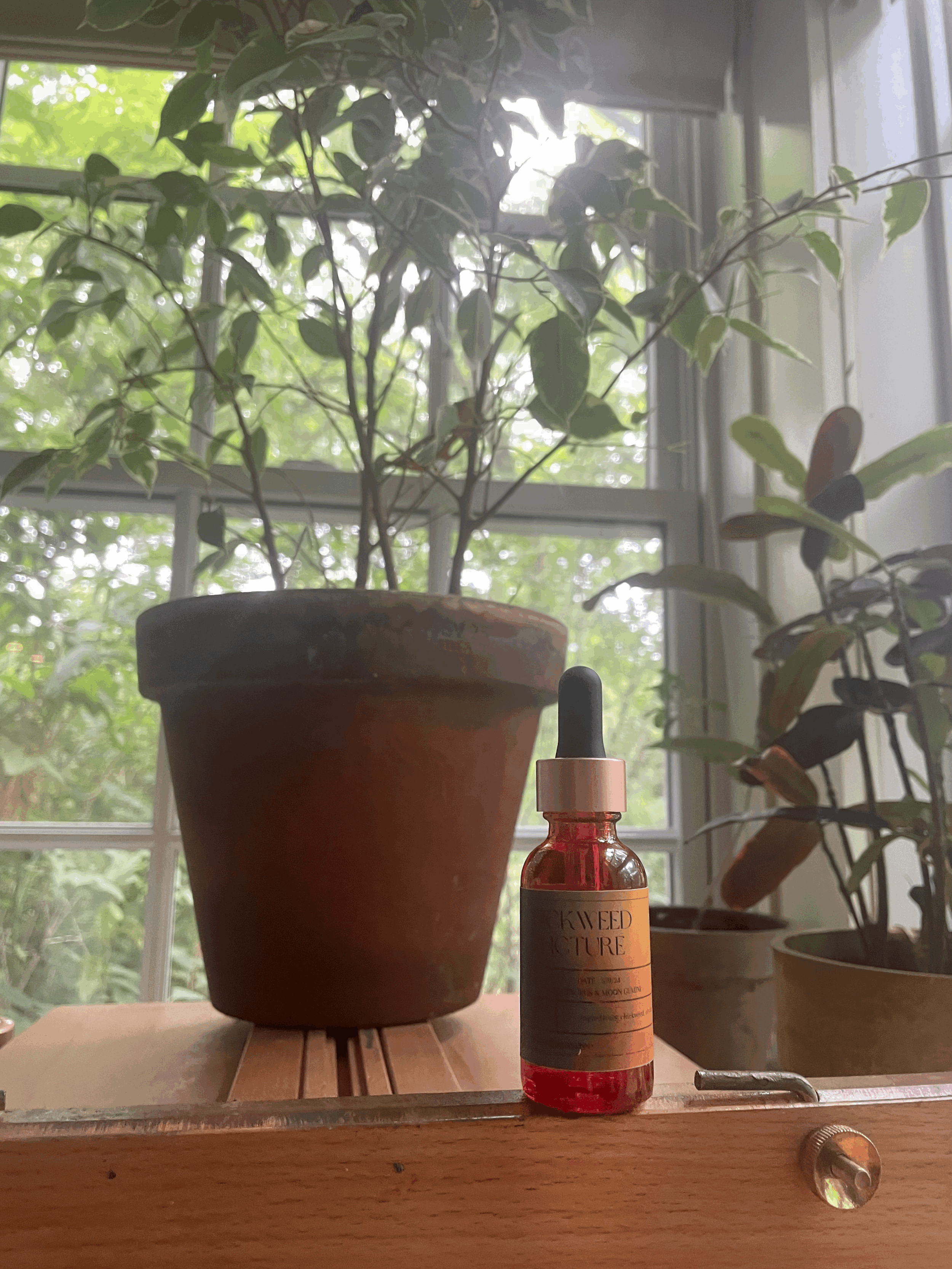 chickweed tincture