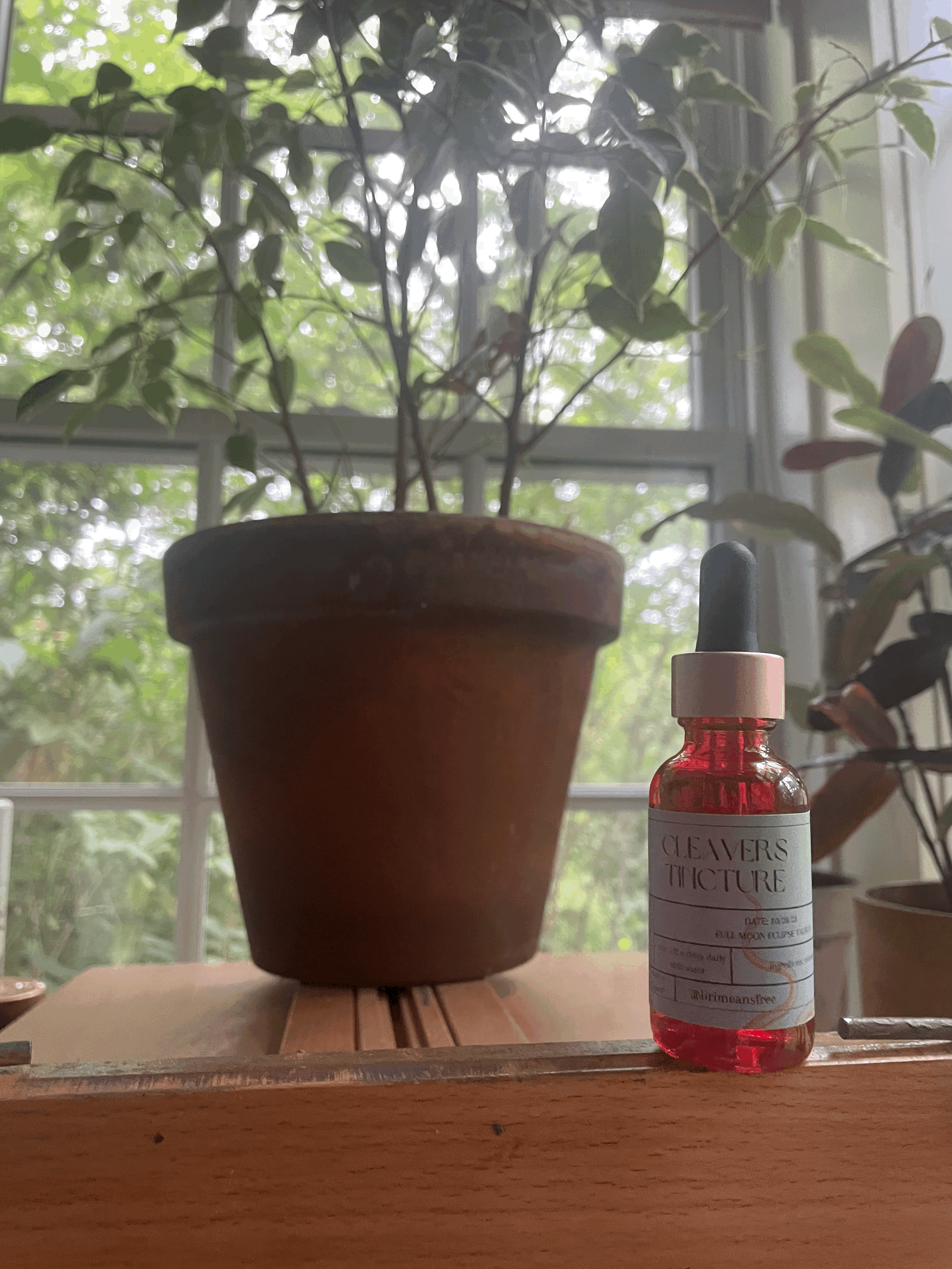 cleavers tincture