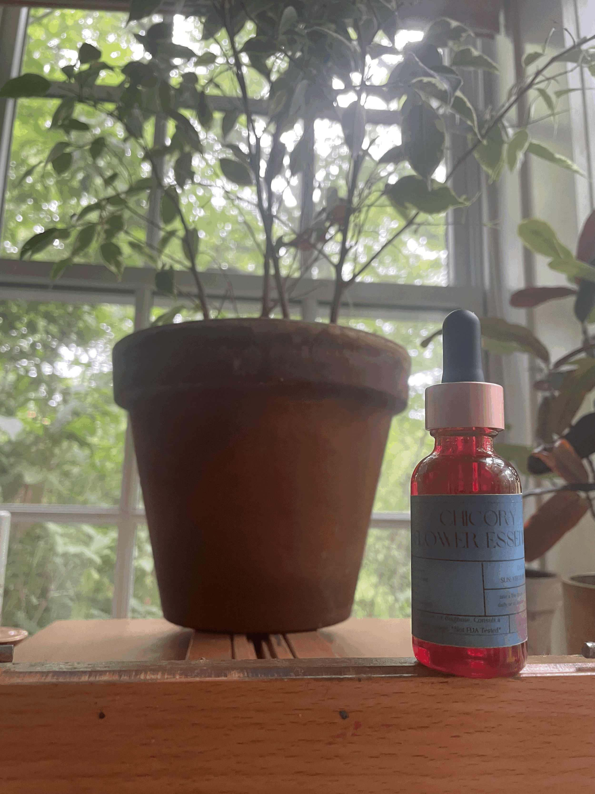 chicory flower essence