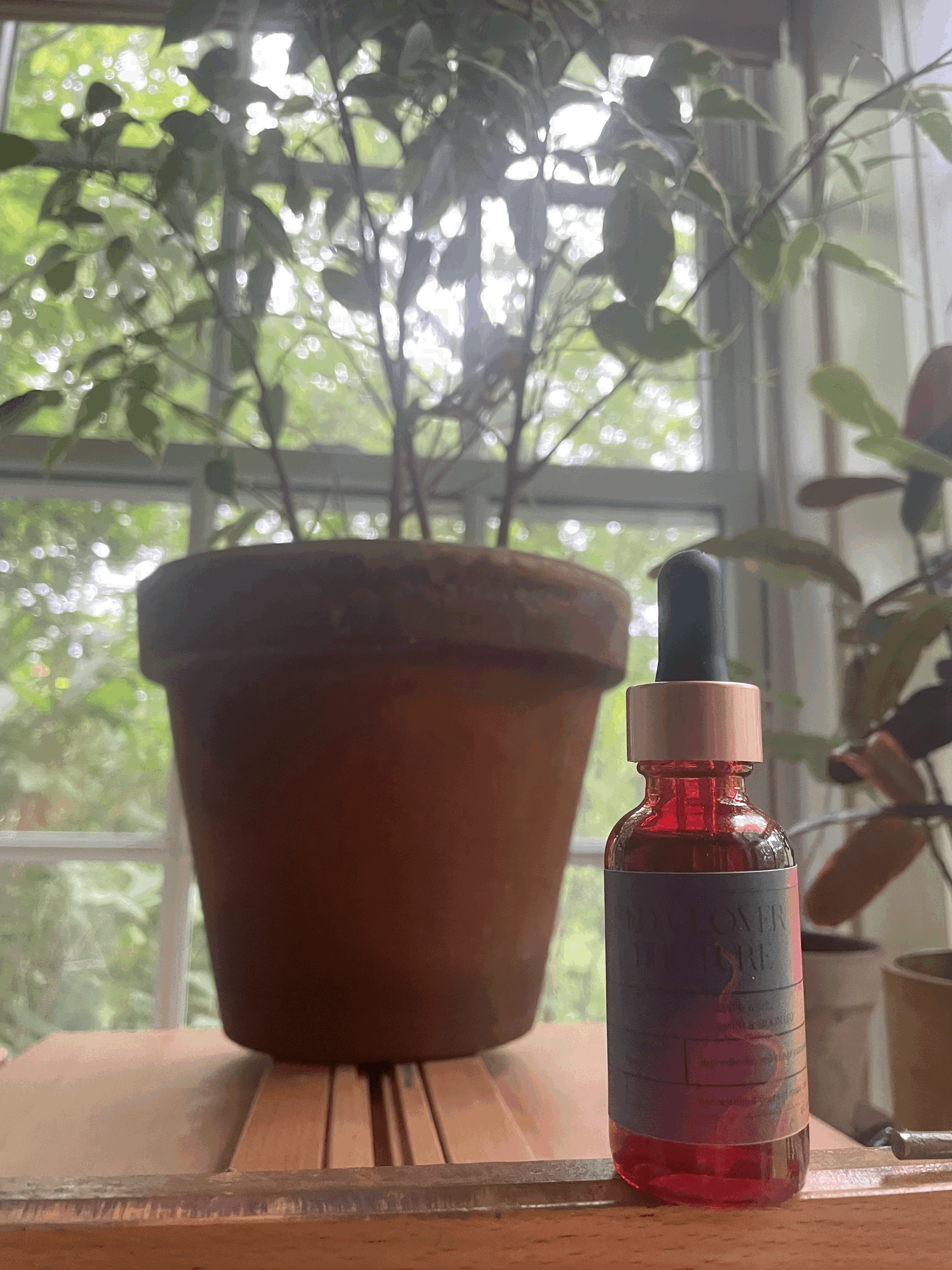 red clover tincture
