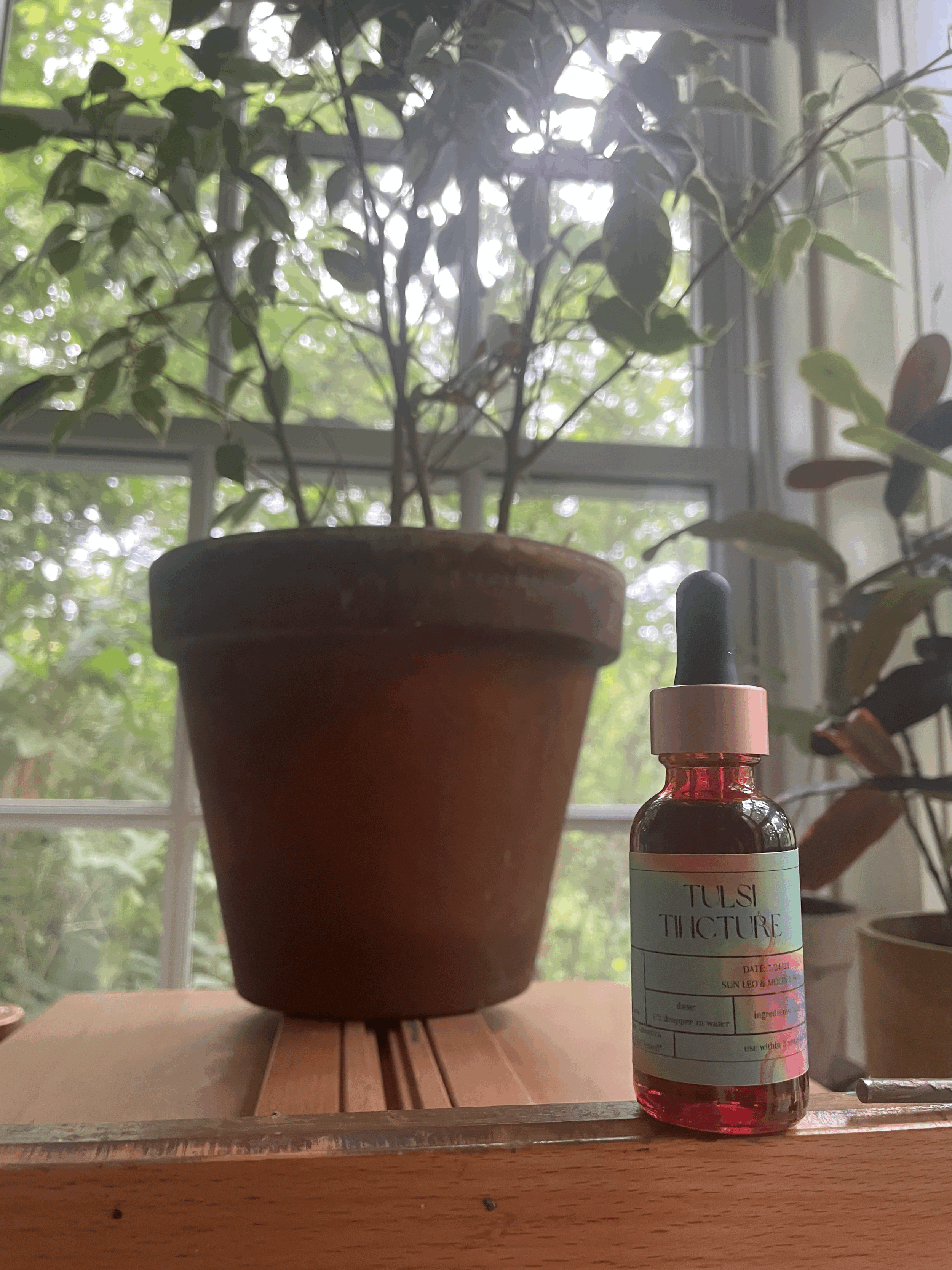 tulsi tincture