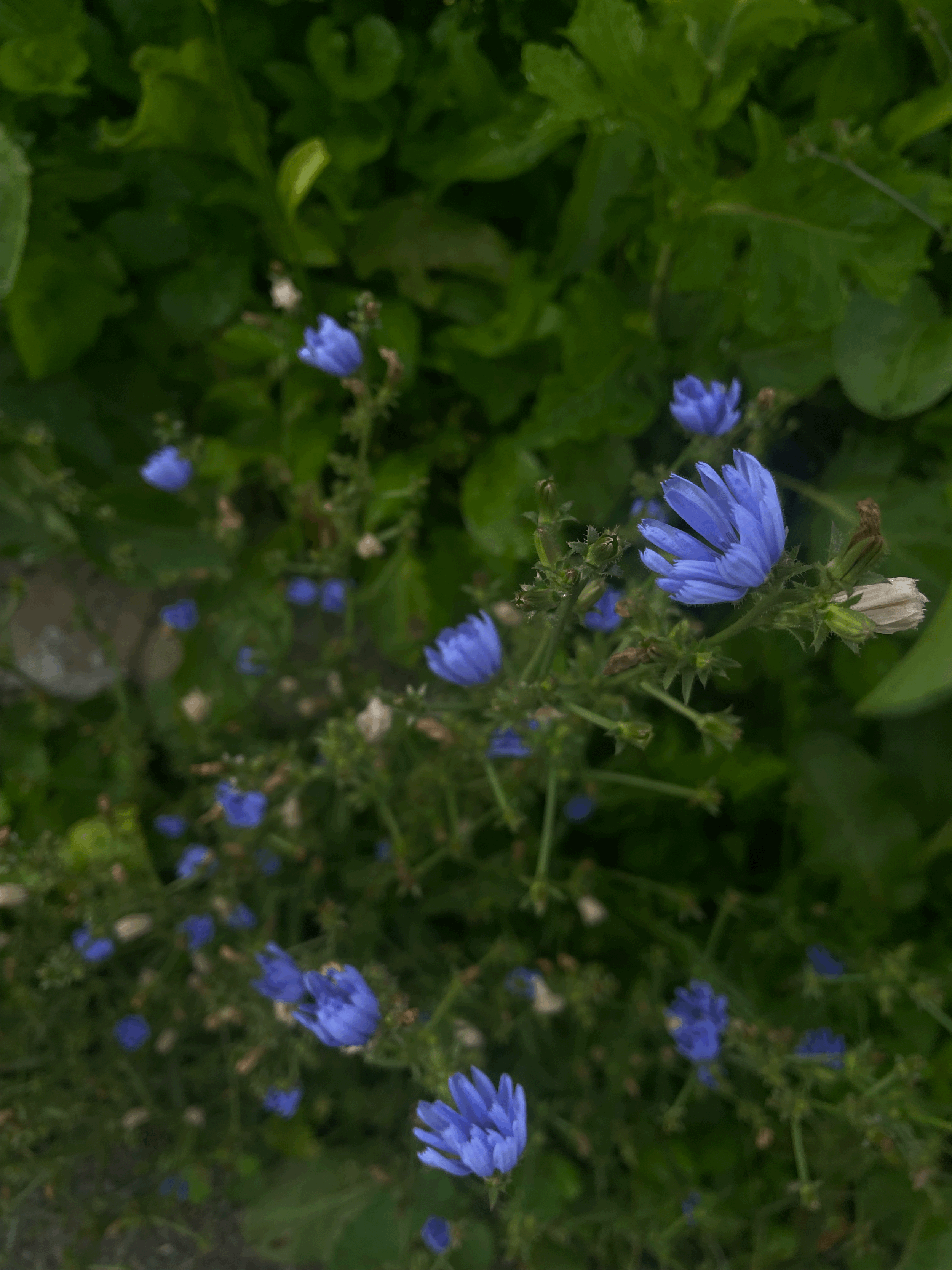 tempImageKNEUom.gif