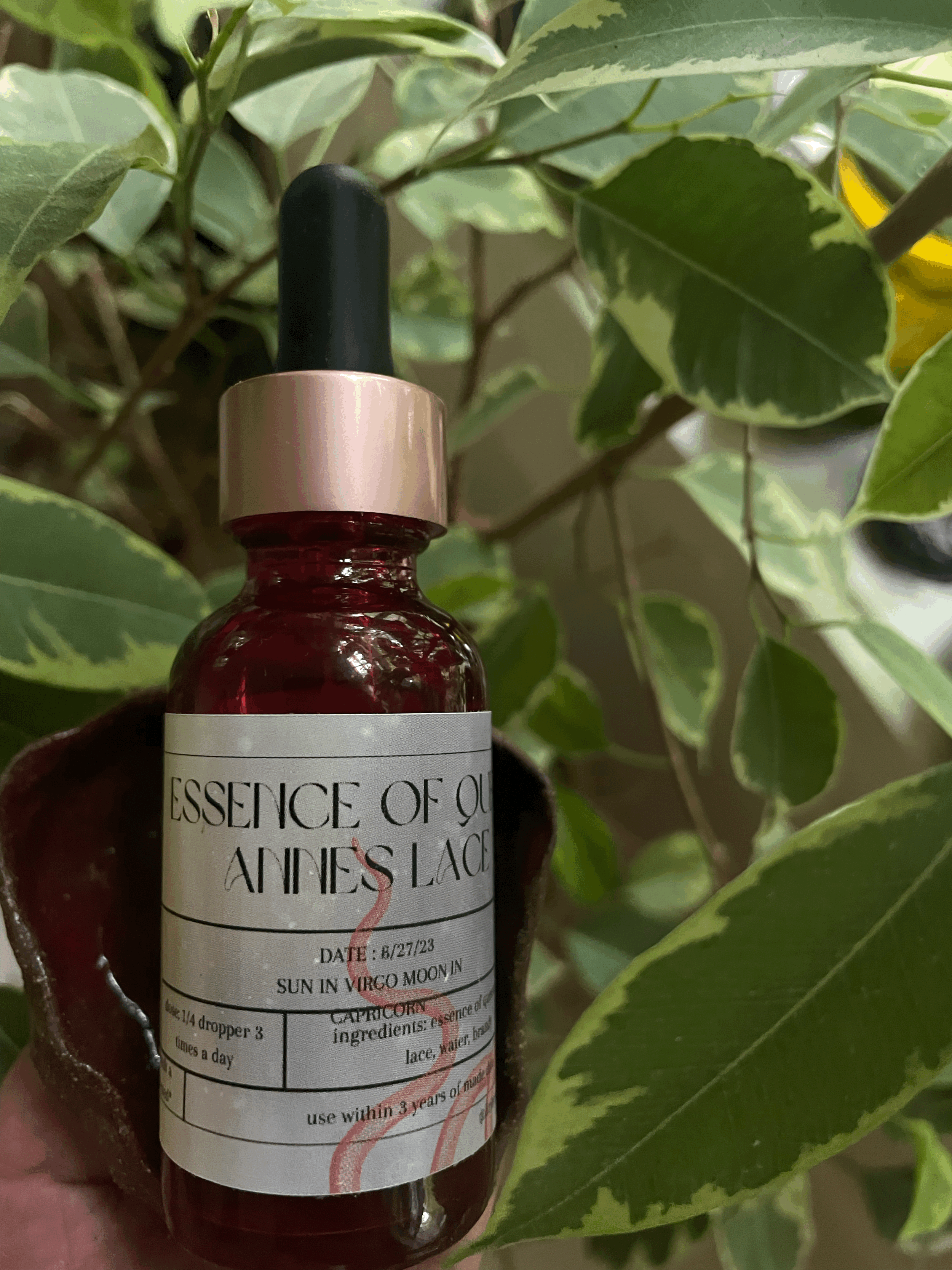 essence of queen annes lace