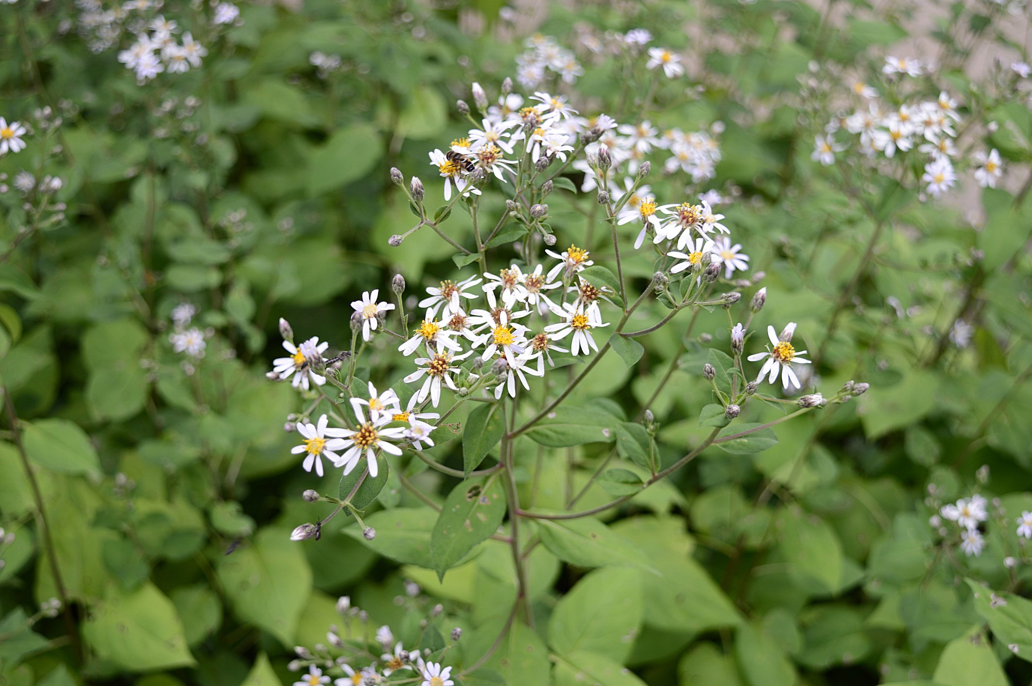 bigleaf.aster.istock.jpg