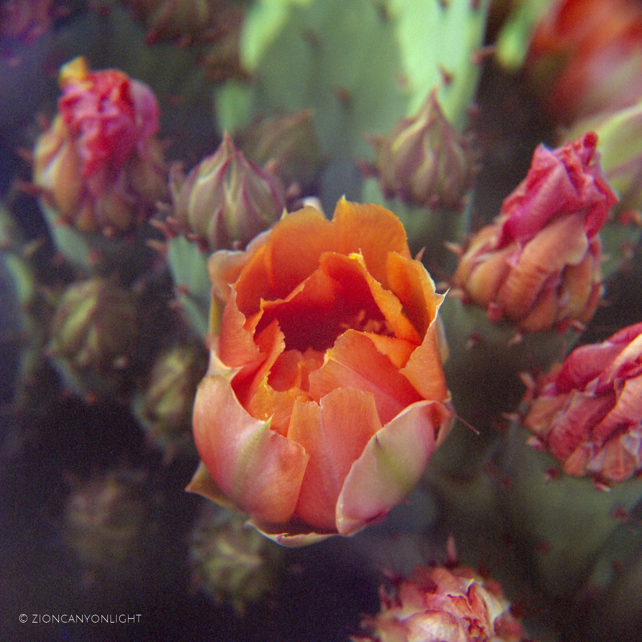 Southwestern Landscape Prints for Homes, Vacation Rentals and Offices