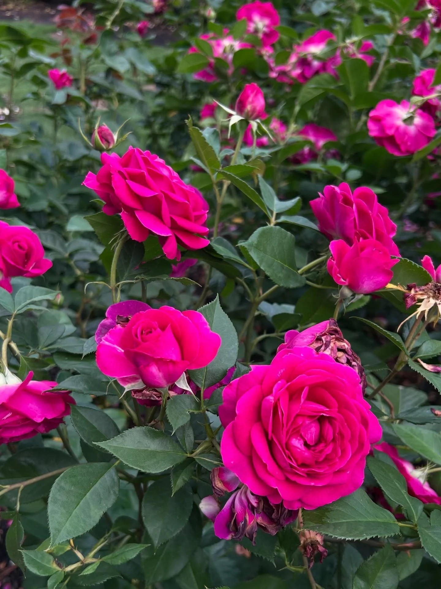 The most beautiful glimpses of @portlandrosegardens International Rose Garden. The overabundance is so lovely.