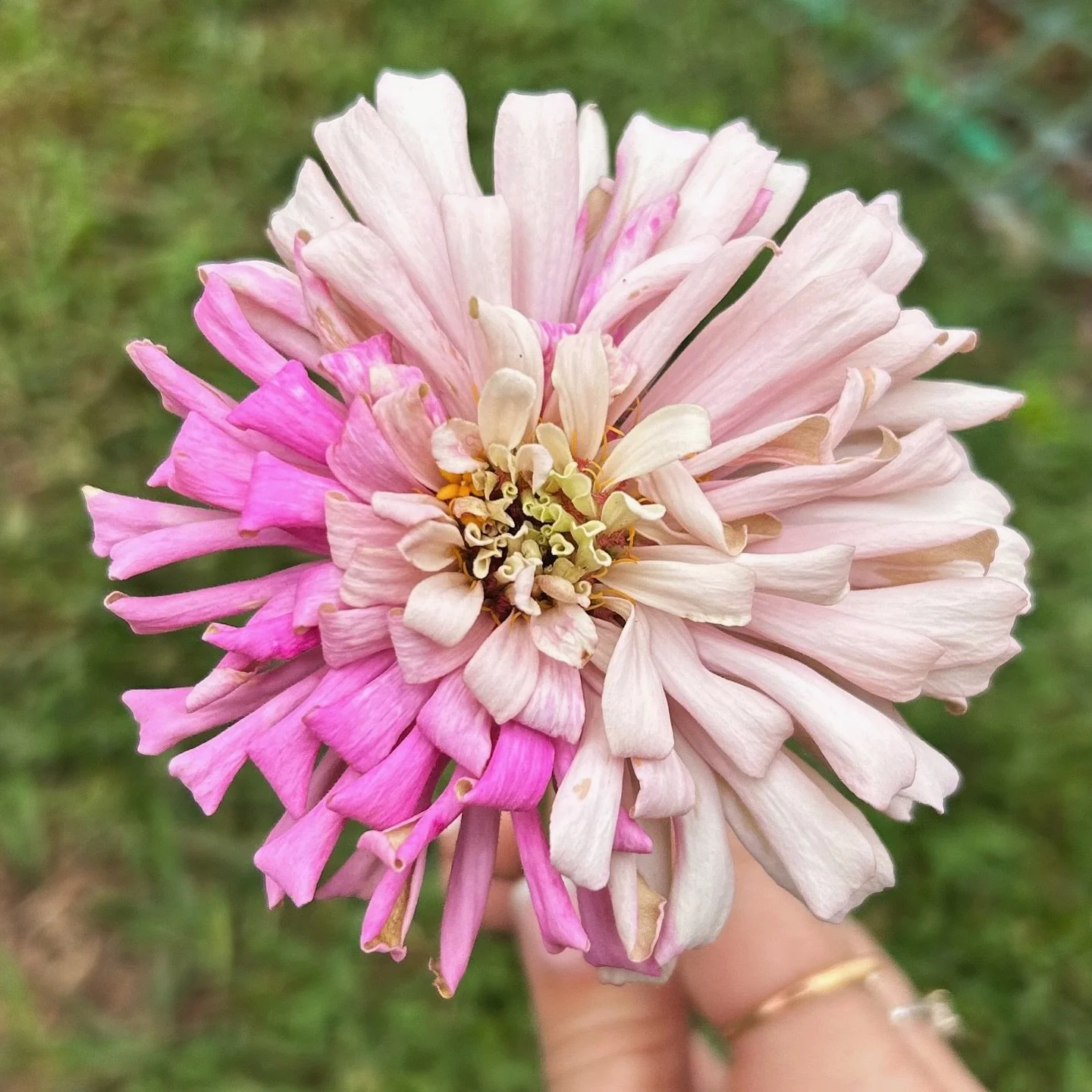 How cuuuuute is this bi-color zinnia bloom from @floretflower&rsquo;s @dawncreekfarm Blush mix?! I&rsquo;m smitten 😍