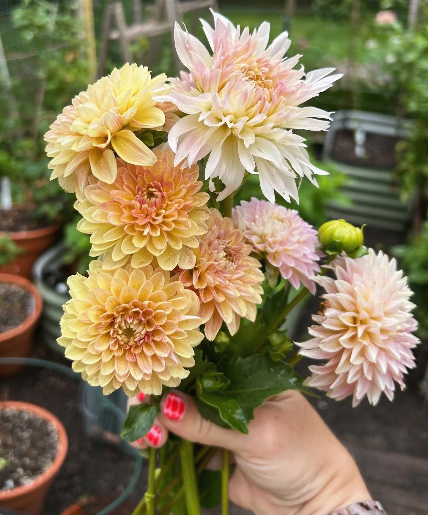 Very behind on sharing some of this dahlia season&rsquo;s peak blooms! Going by image with whatever varieties I actually know:
1 mix of Miss Amara, Coralie and Westerton Lillian
2 first two Hollyhill Lillibet
3 KA&rsquo;s Cloud
4 Chewy
5 Peaches n Cr