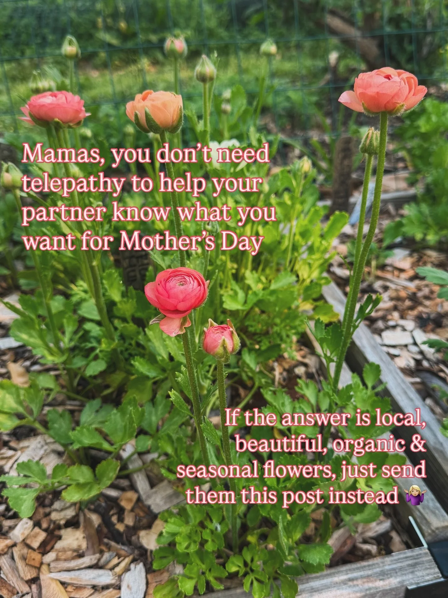 Link for Mother&rsquo;s Day pre-order bouquets is in bio &amp; I&rsquo;m telling you, there&rsquo;s nothing like local blooms grown right here in the DMV to feel the love 💕  In case y&rsquo;all need some not-so-subtle hints to drop, we&rsquo;ve got 