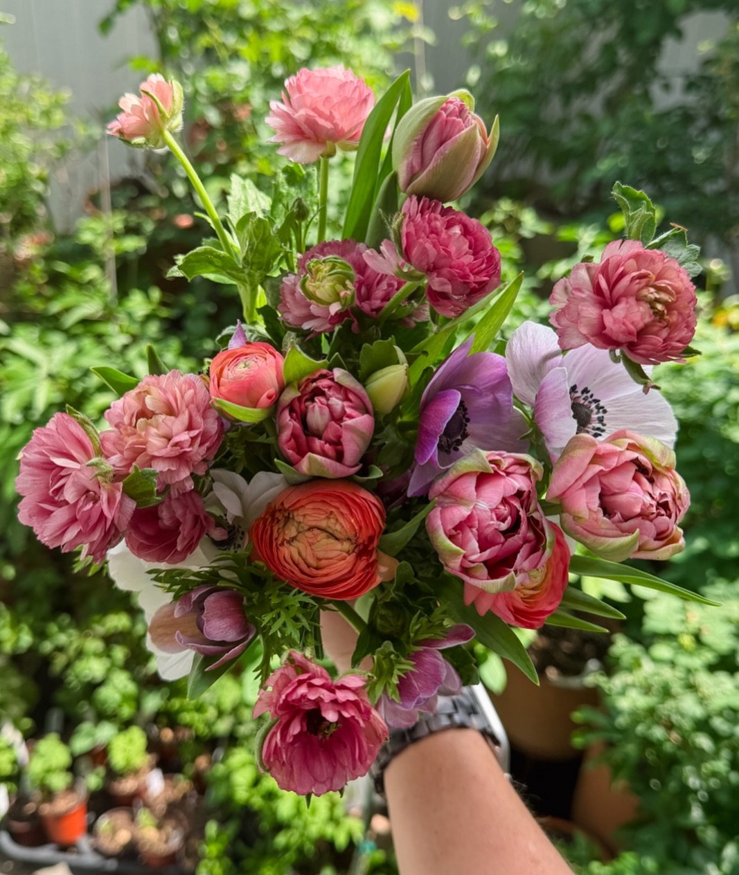 First spring CSA subscription bouquets went out the door today with the very last of the &lsquo;Averyon&rsquo; tulips, &lsquo;Mistral Rarity&rsquo; anemones, the first of the butterfly ranunculus &lsquo;Hera&rsquo;, &amp; ranunculus &lsquo;Salmone&rs