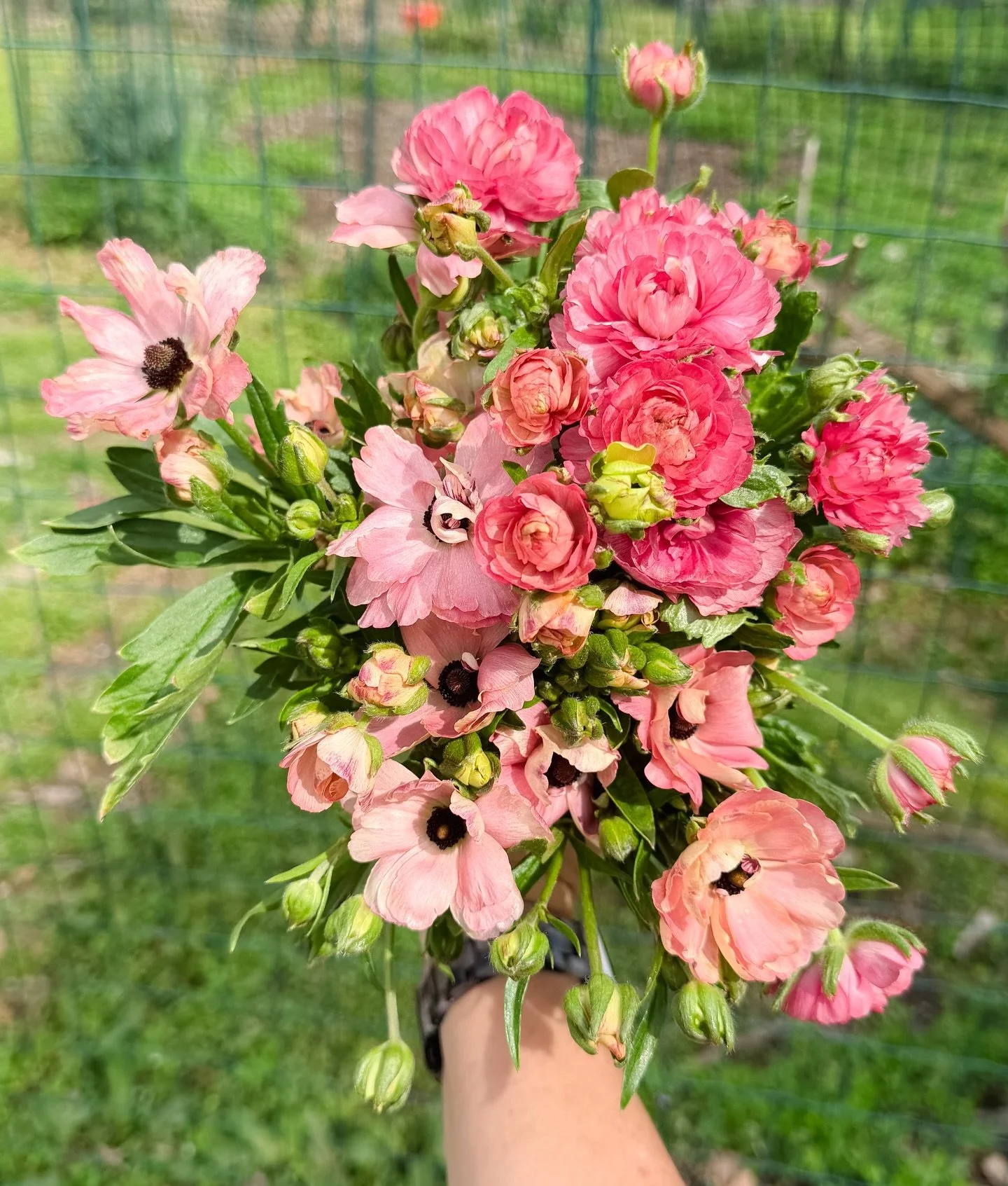 The butterflies have landed! This is &lsquo;Hera&rsquo; and &lsquo;Hestia&rsquo;. If you&rsquo;ve never experienced butterfly ranunculus before, let me sing you their praises for just a moment:
🦋 Excellent ranunculus vase life, will outlast just abo