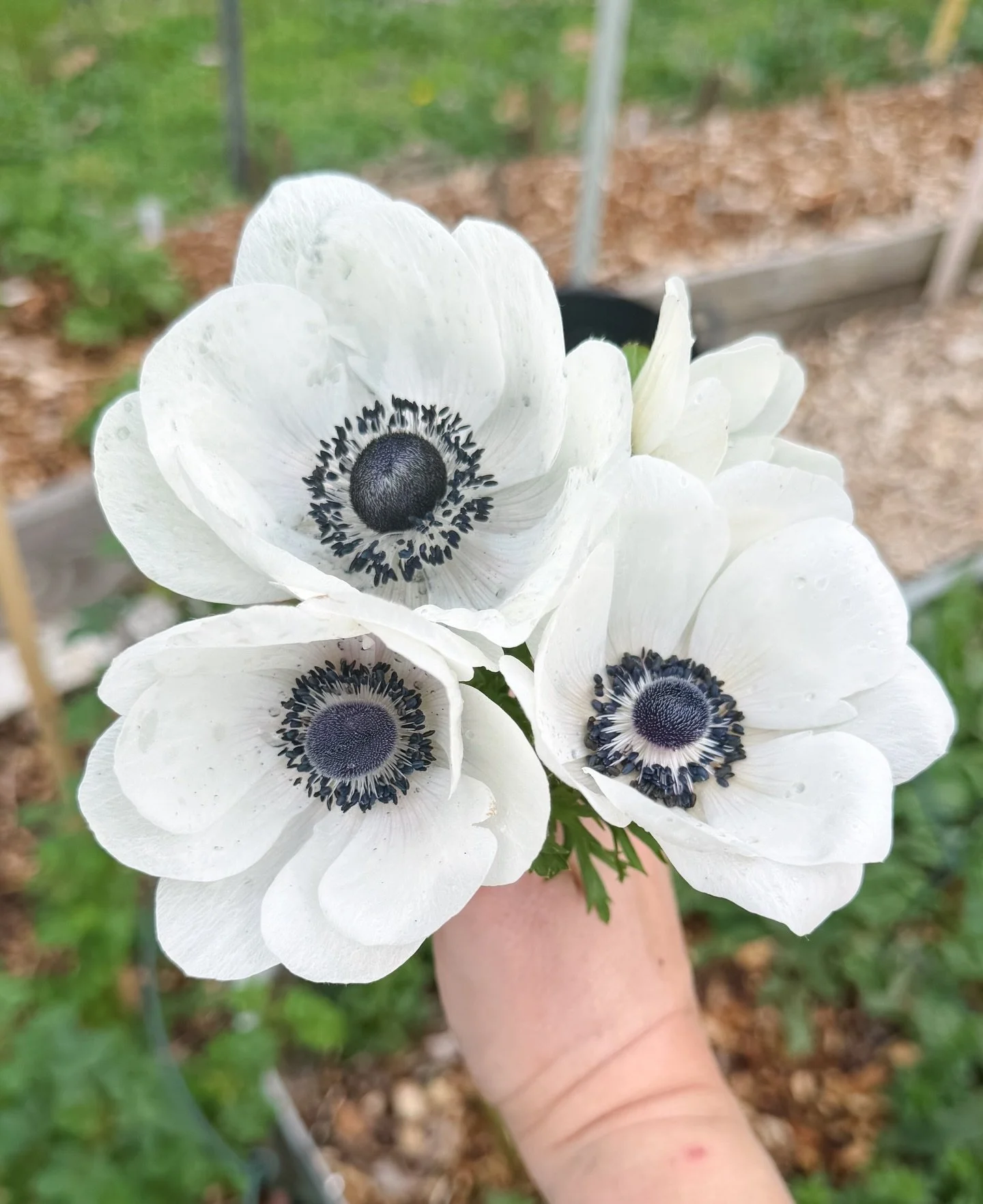Anemone &lsquo;Mistral Centro Nero&rsquo; easily top my list for most elegant early spring blooms 🖤