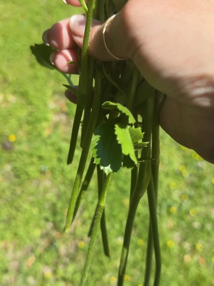 Ranunculus hallelujah
Sustainable hallelujah
Beautiful hallelujah
Organic hallelujah 
Magical hallelujah
Female-owned small biz hallelujah

Did I do this right?! (Hallelujah) 🤣