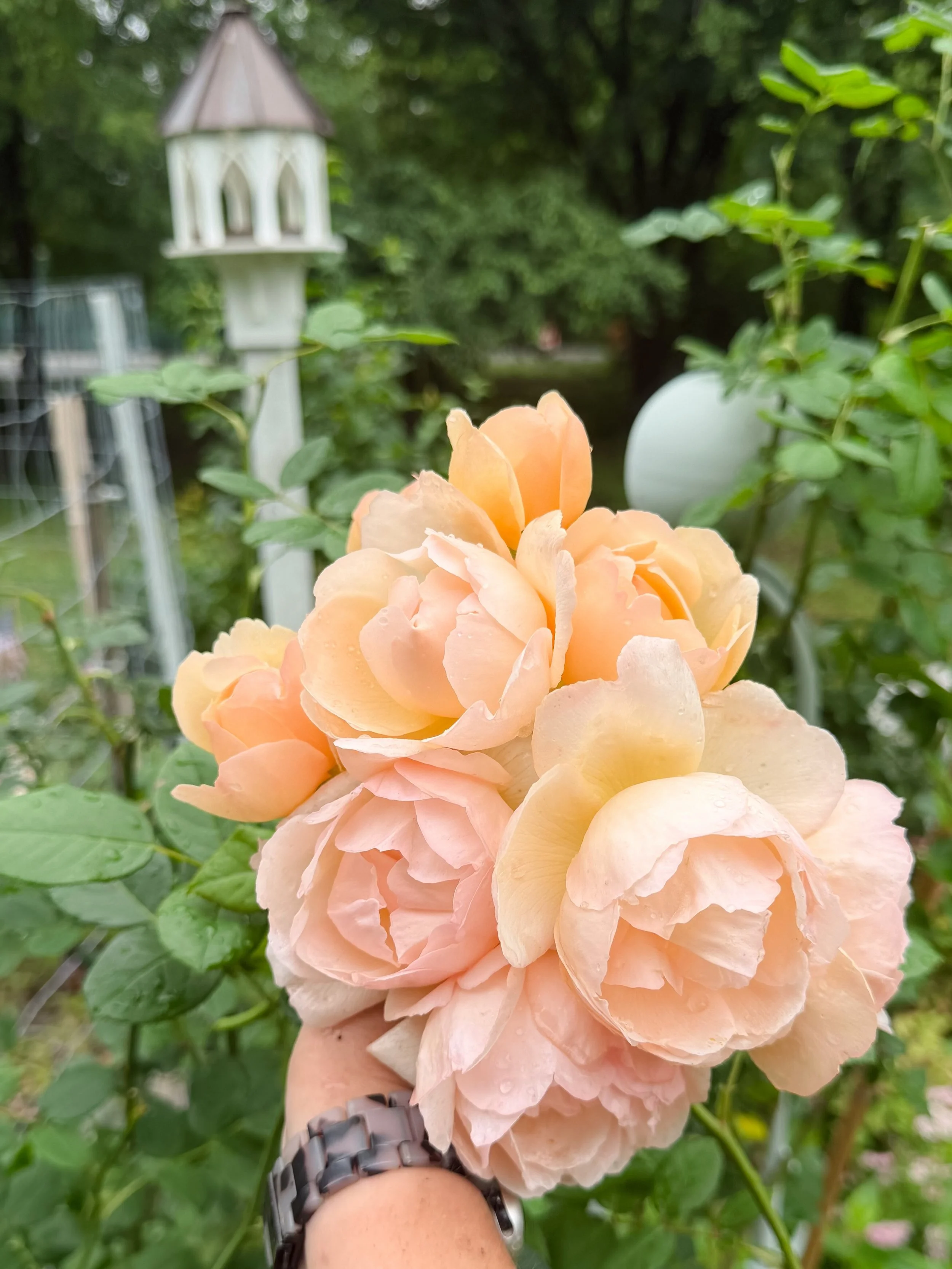 A Wollerton Old Hall appreciation post. Classic cupped shape, happy healthy climber, with the perfect range of hues throughout her life cycle. Is she peach, apricot, blush, cream, nearly white?? She is all of these 💅🏼 One of my standout David Austi